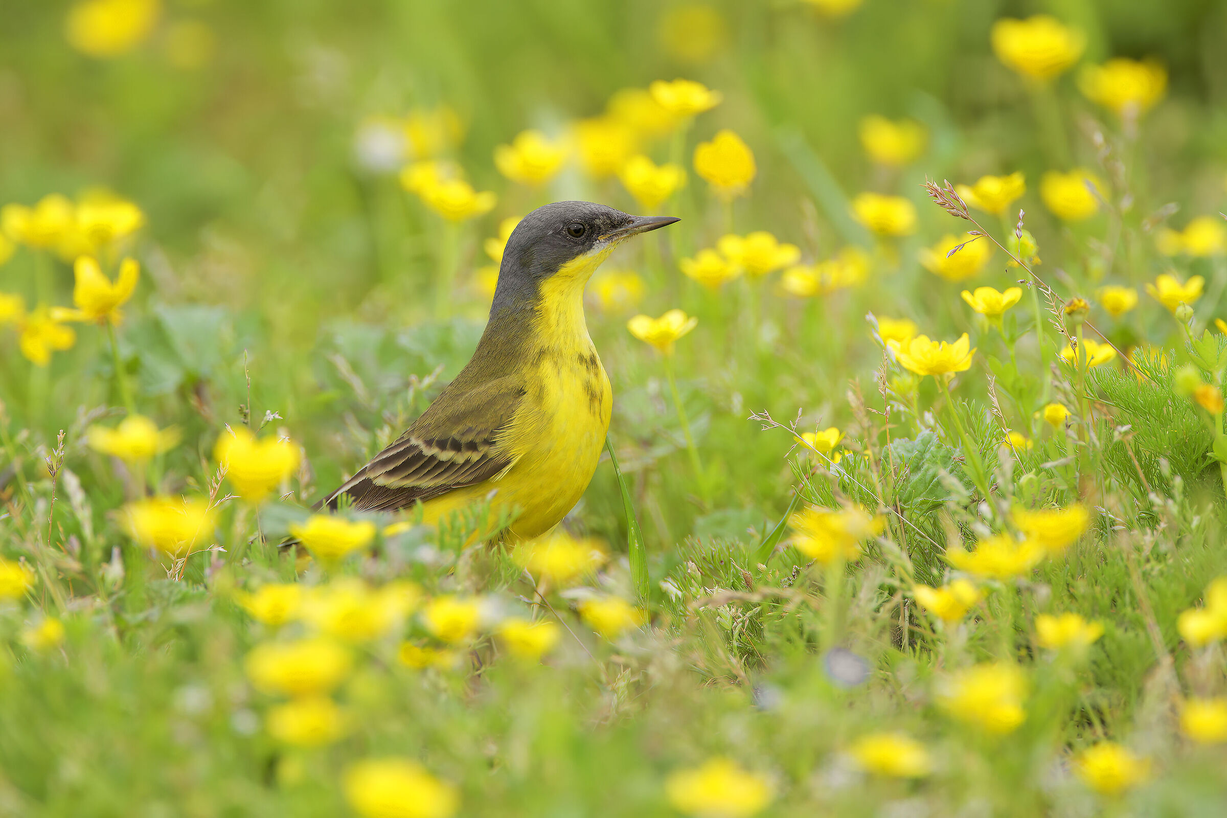 Cutrettola. La gialla nel giallo