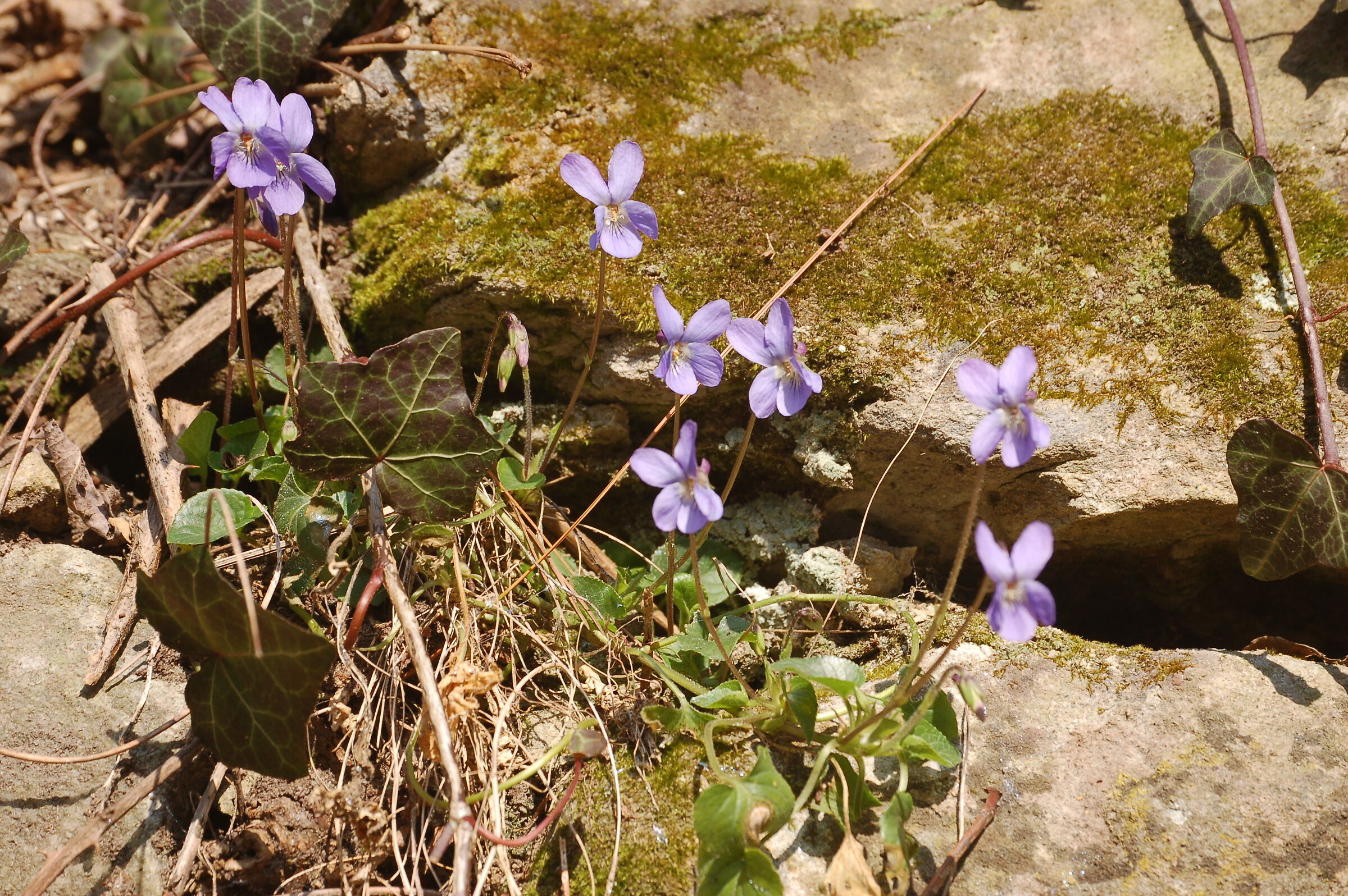 Among the stones of the dry stone wall.....