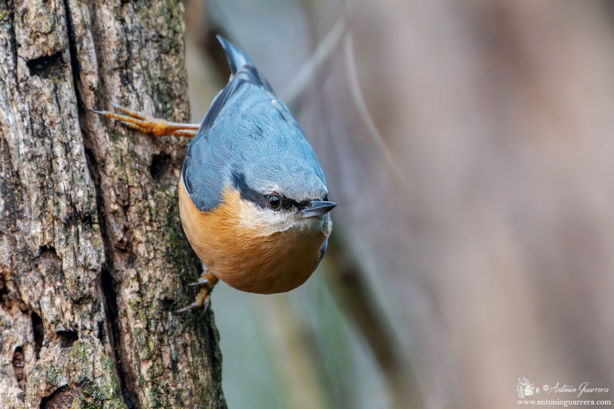 Wood nuthatch