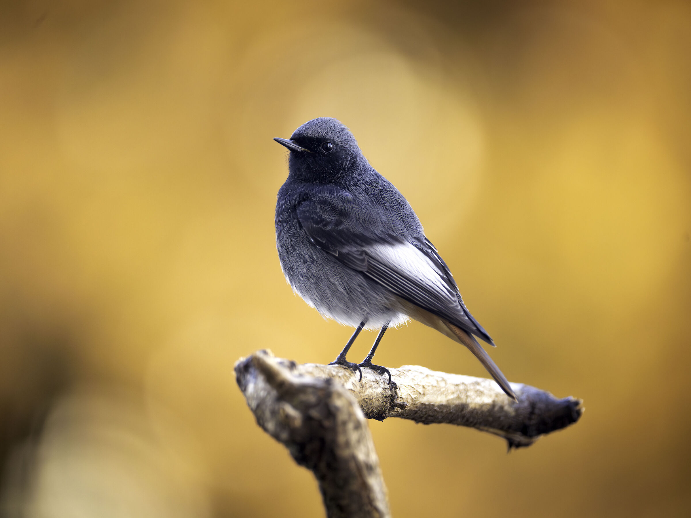 Codirosso Spazzacamino