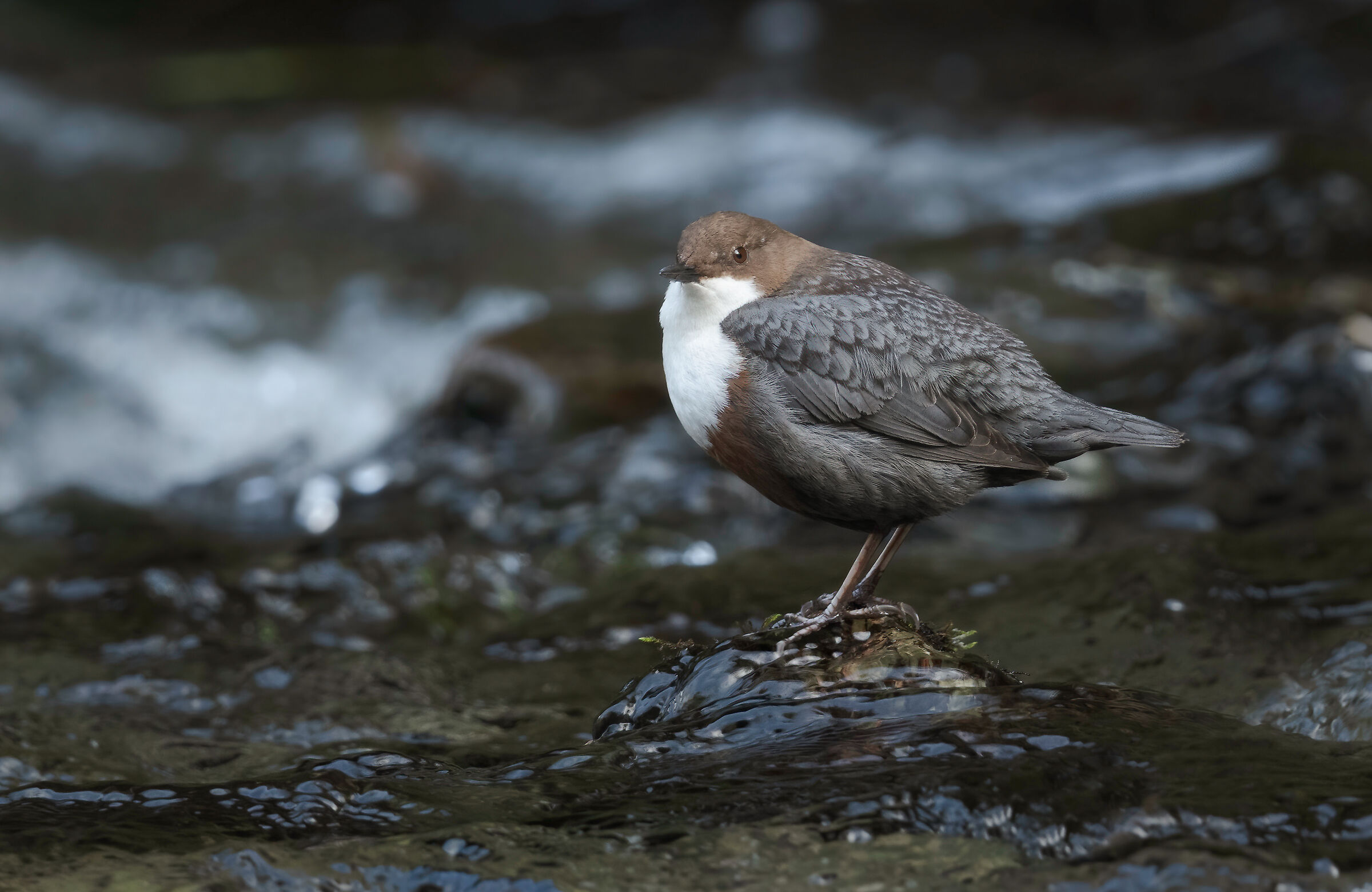 White-throated dipper