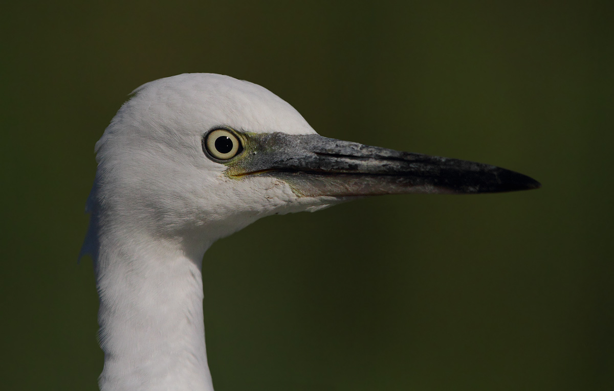 egret