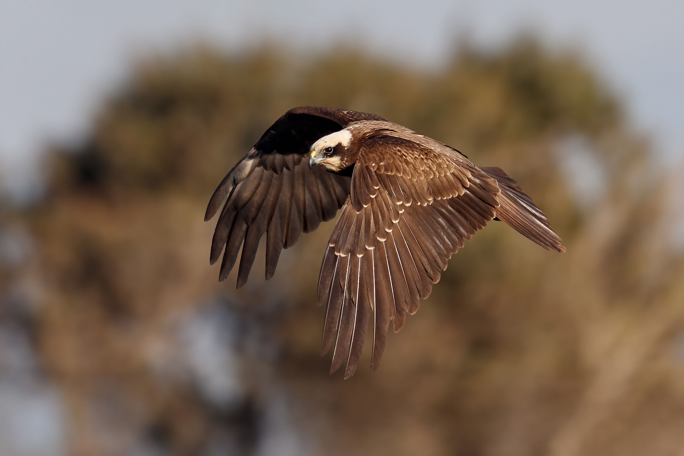 Marsh Harrier