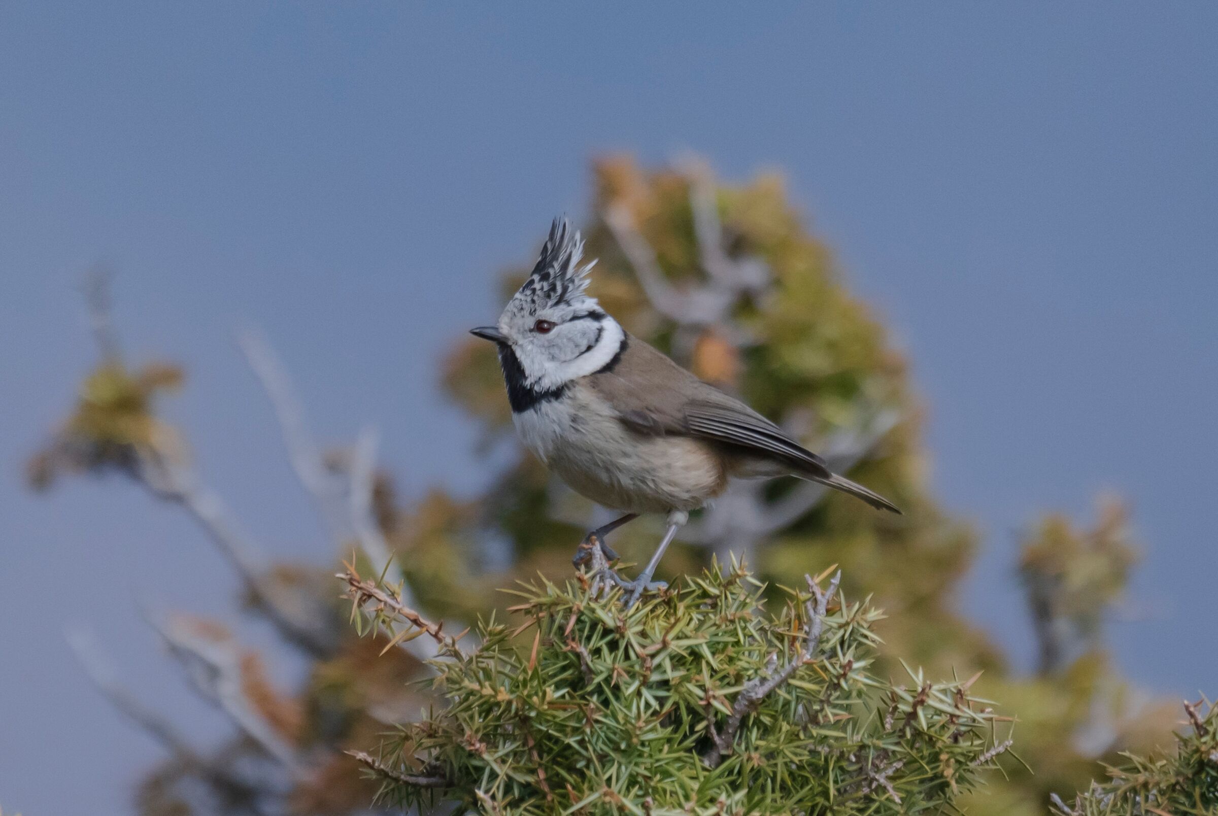 Tufted