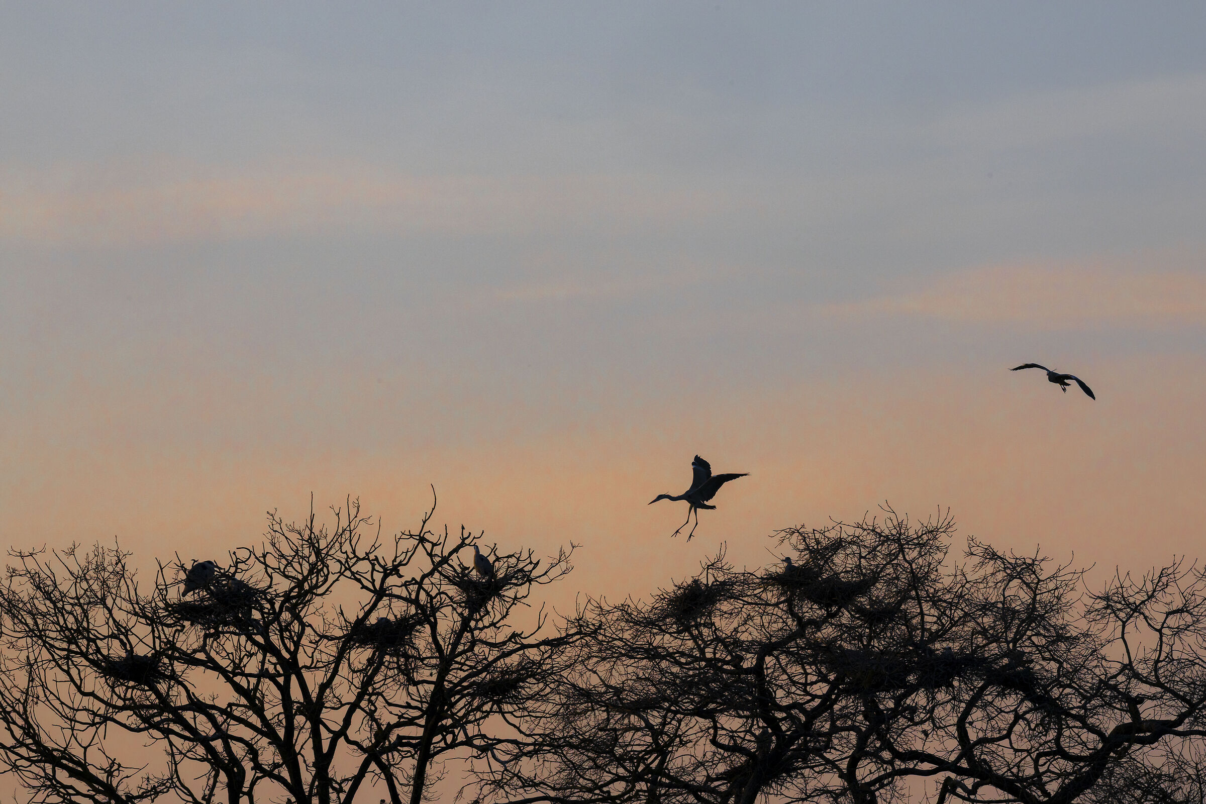 Heronry Grey Herons
