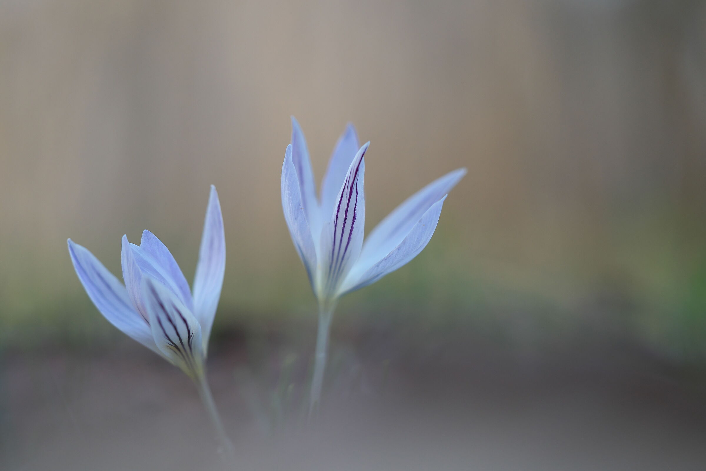 Crocus reticulatus