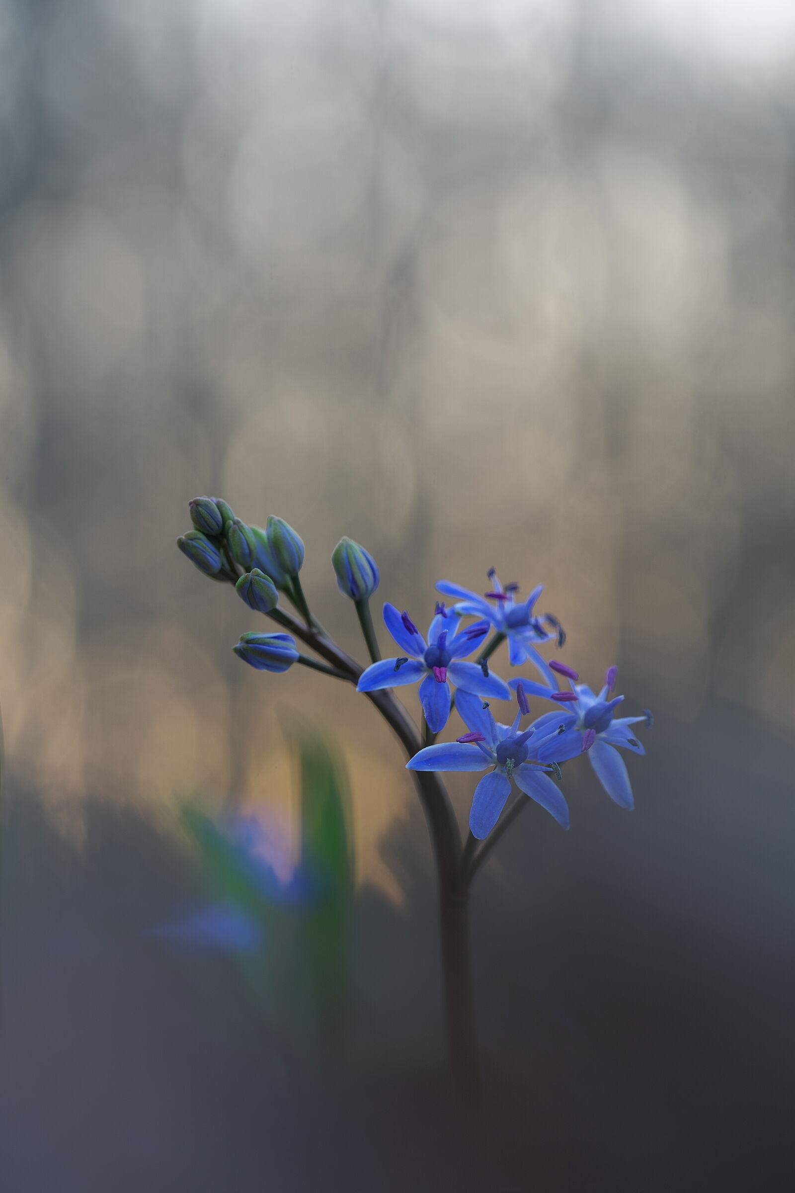 Scilla