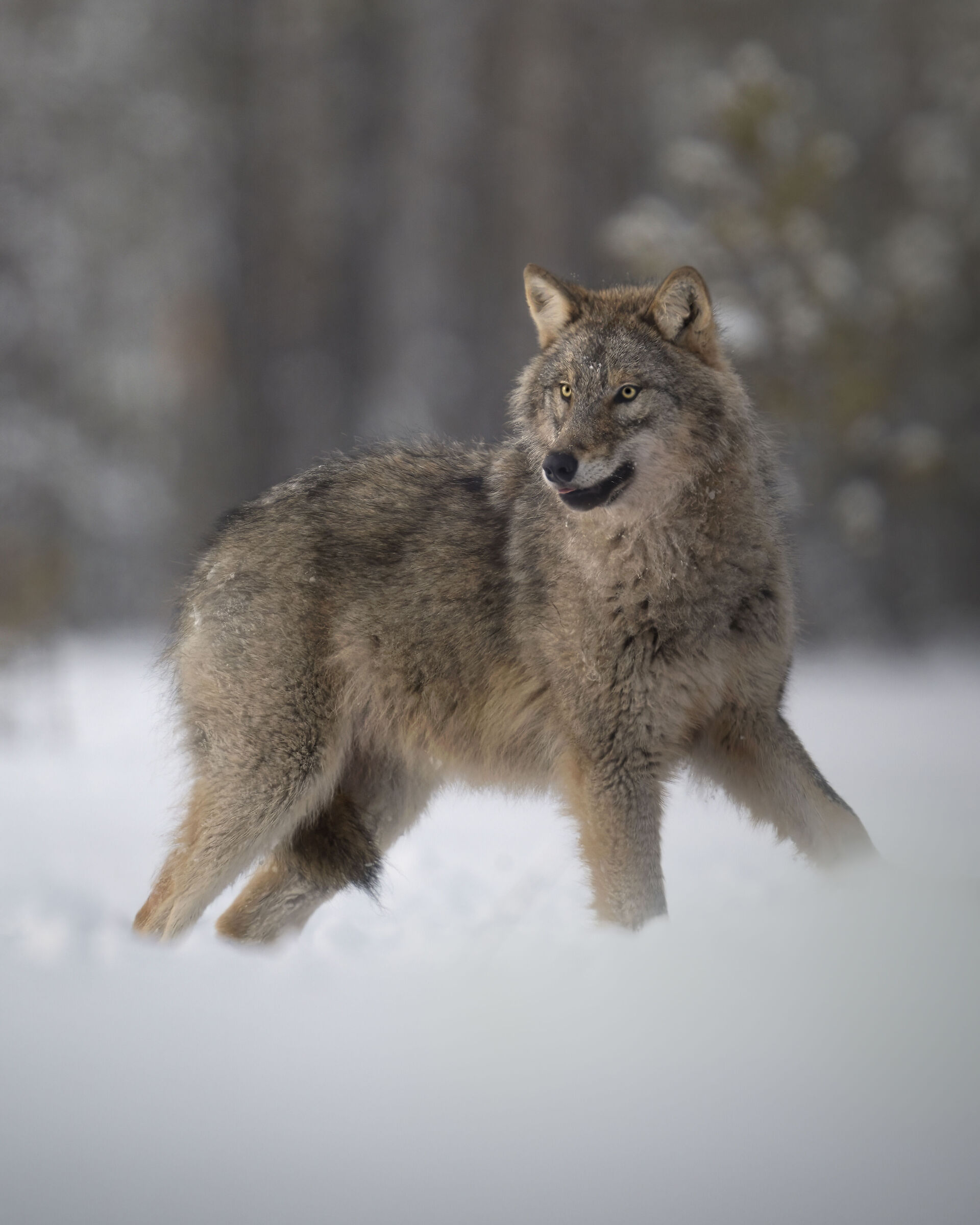 Wolf