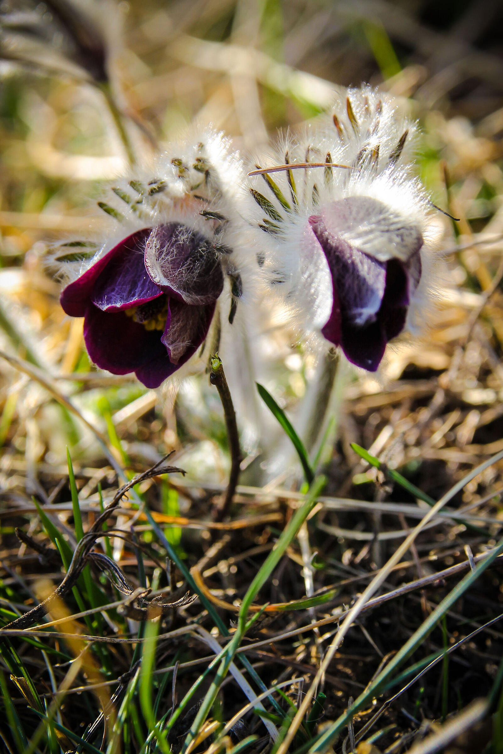 Anemone Pulsatilla