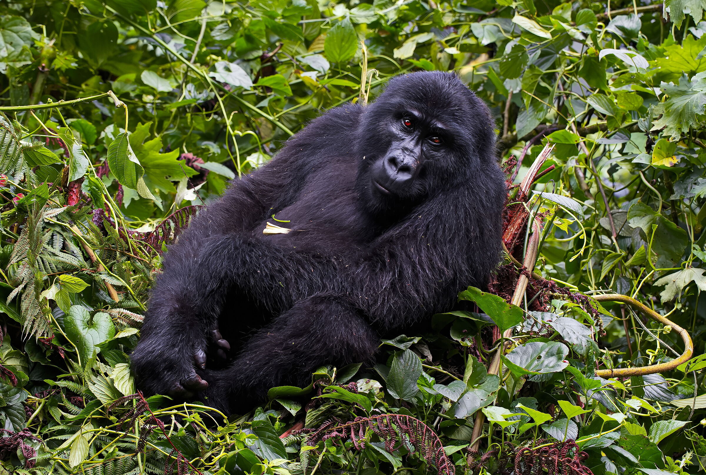 Gorilla (Gorilla beringei)