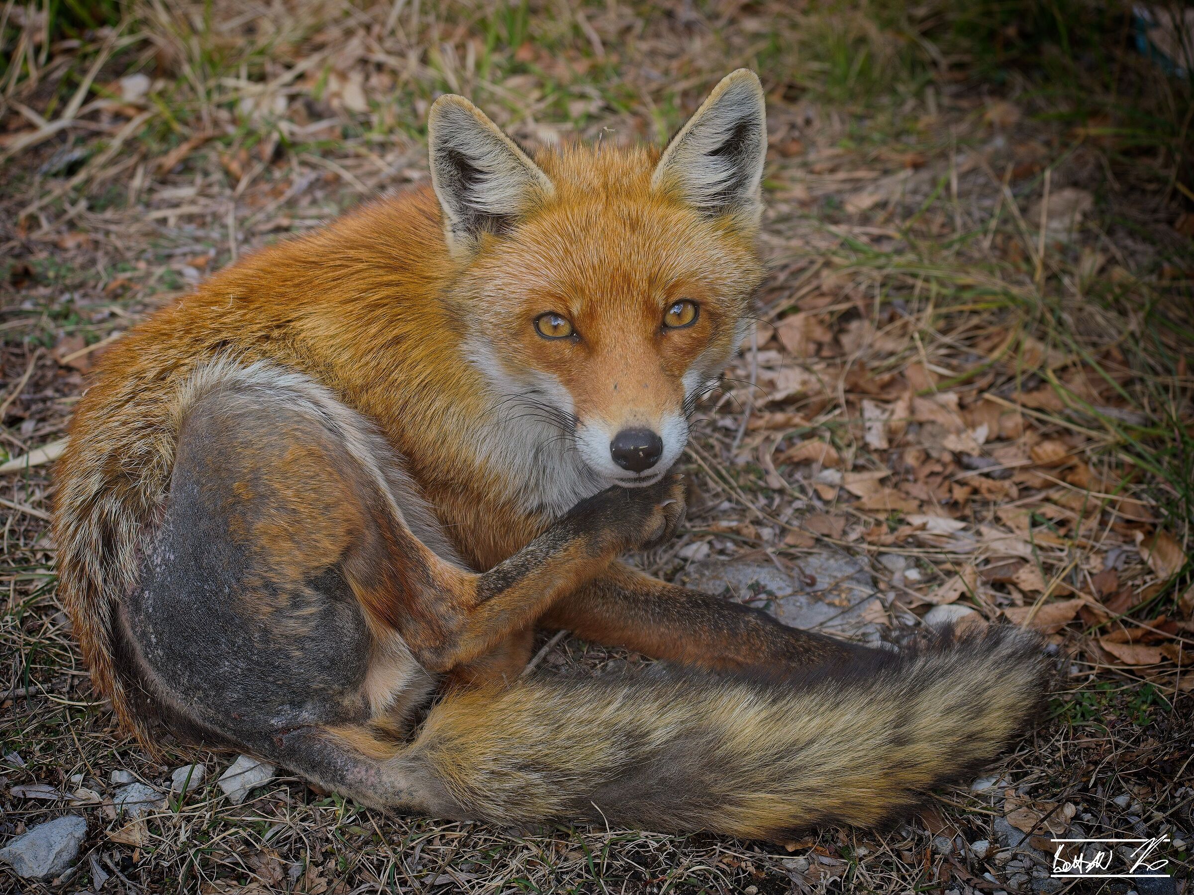 Foxes of Forca d'Acero_1