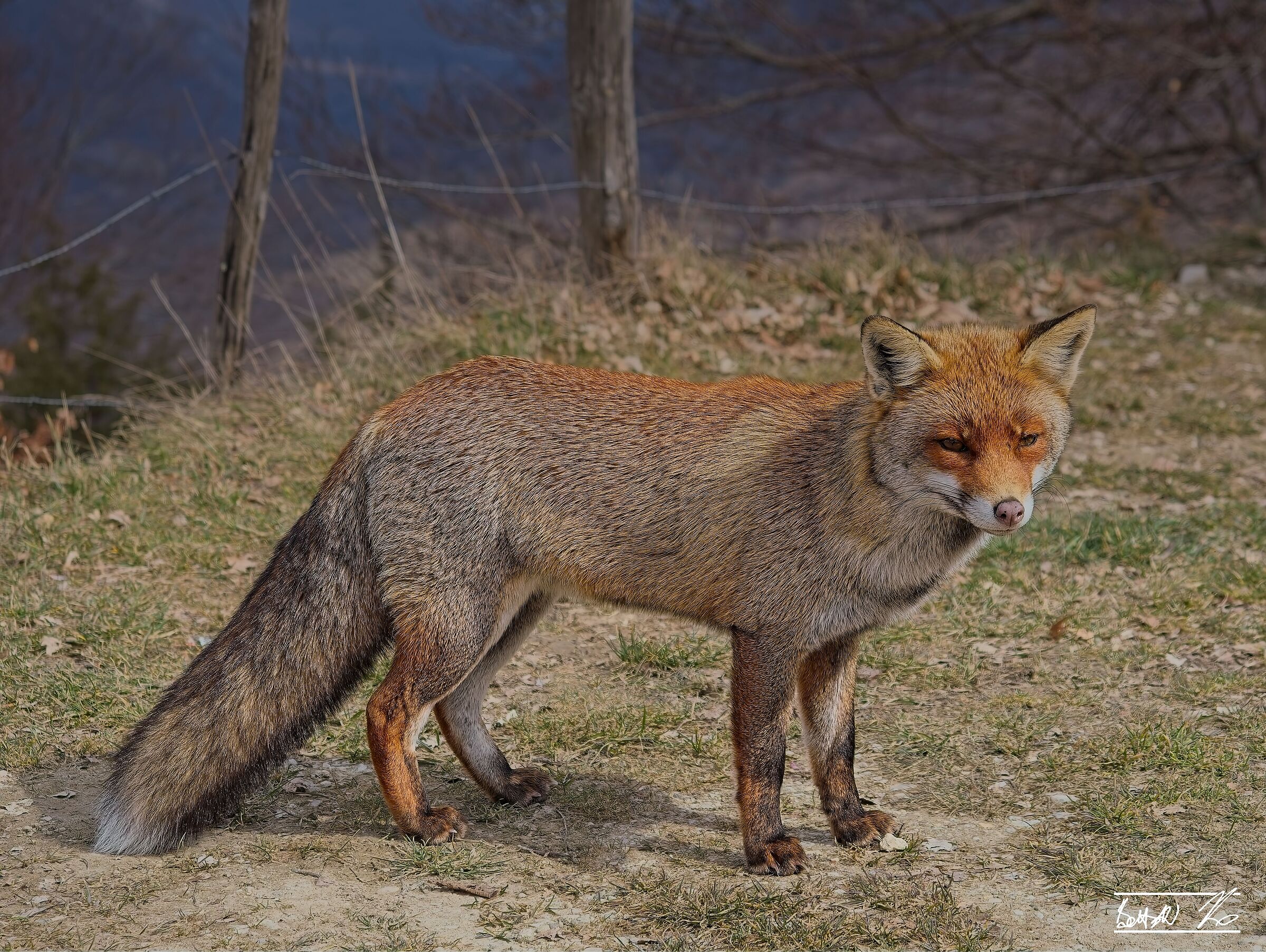Foxes of Forca d'Acero_3