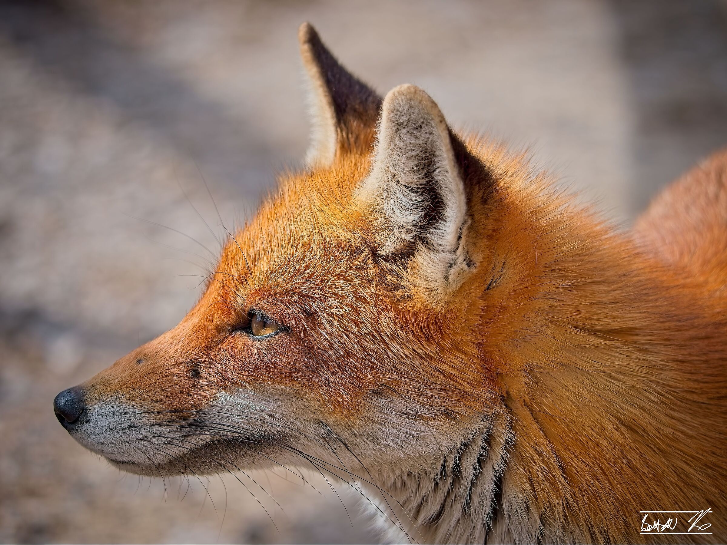 Foxes of Forca d'Acero_4
