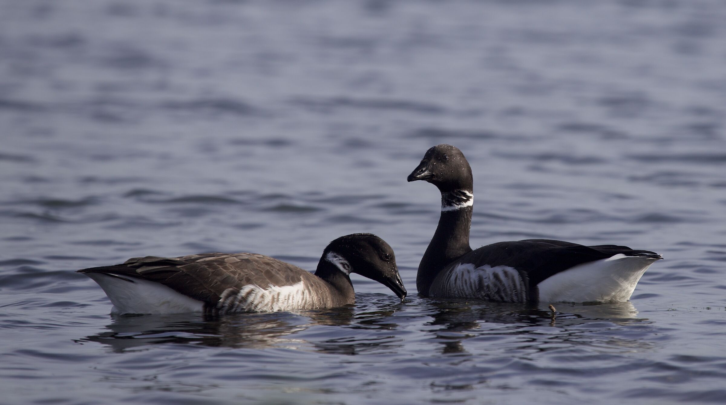 Rendez-vous in San Diego bay
