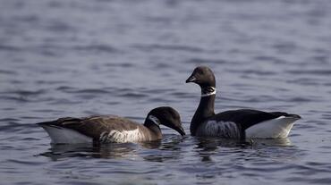 Branta bernicla