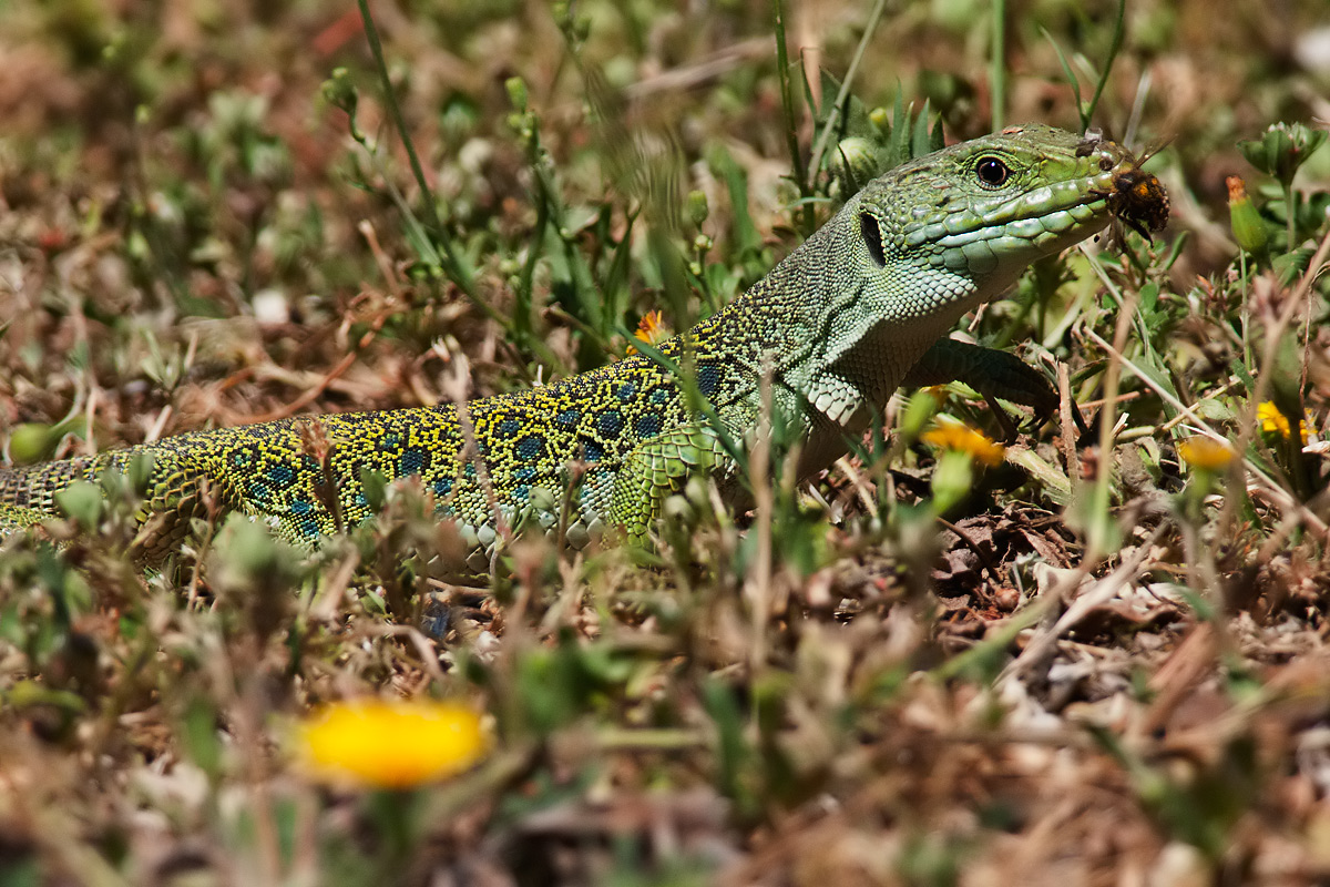 Lucertola ocellata con preda