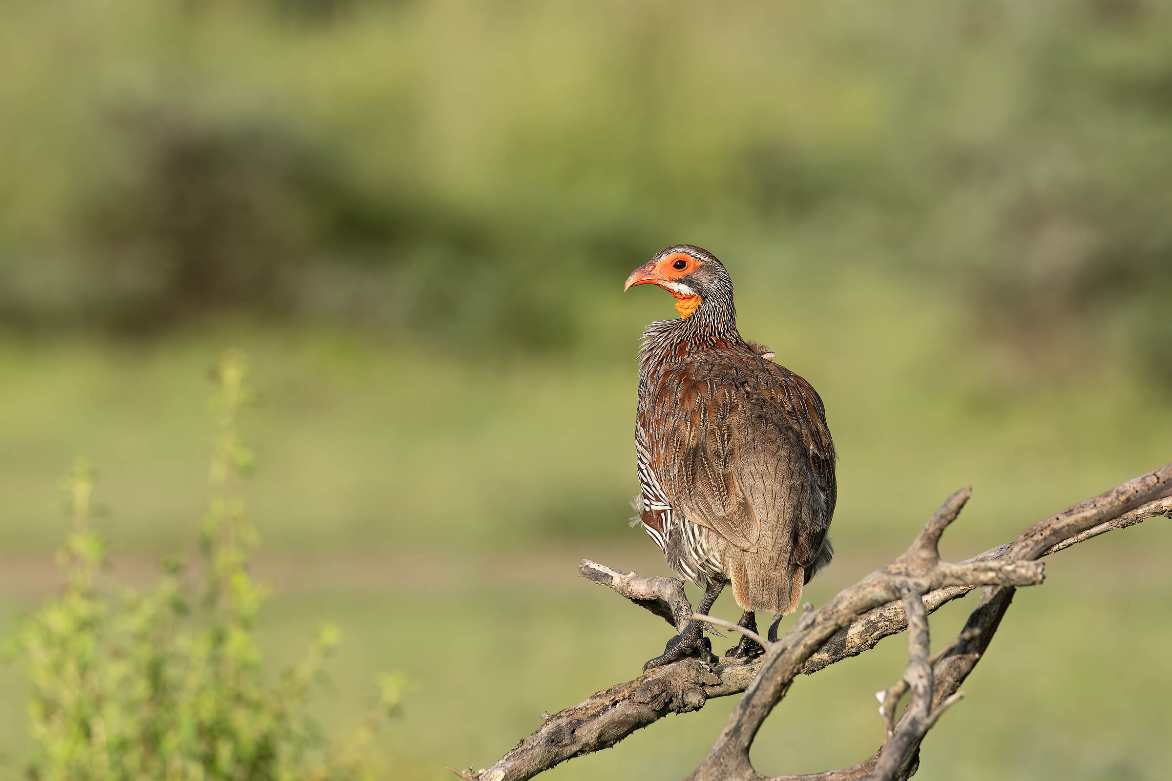 Francolino collo giallo