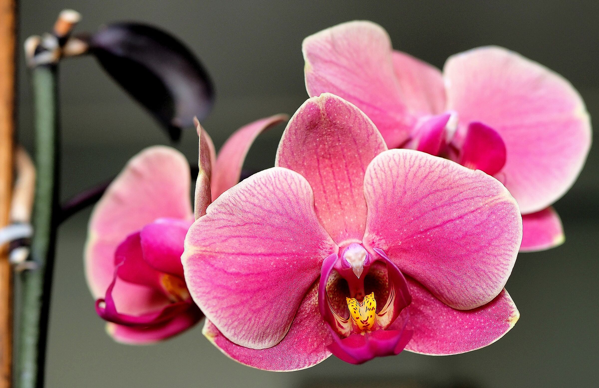 Orchid