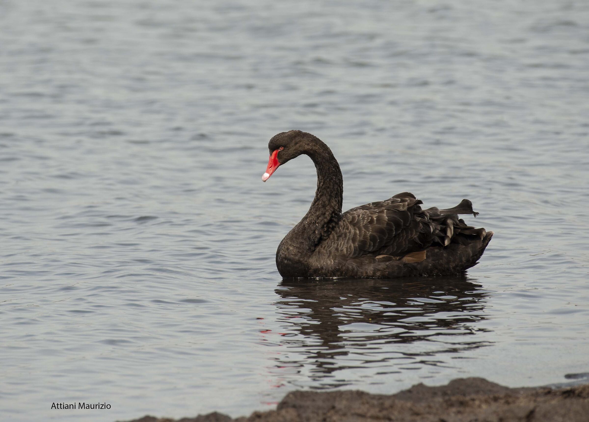 Cigno nero lago del Circeo