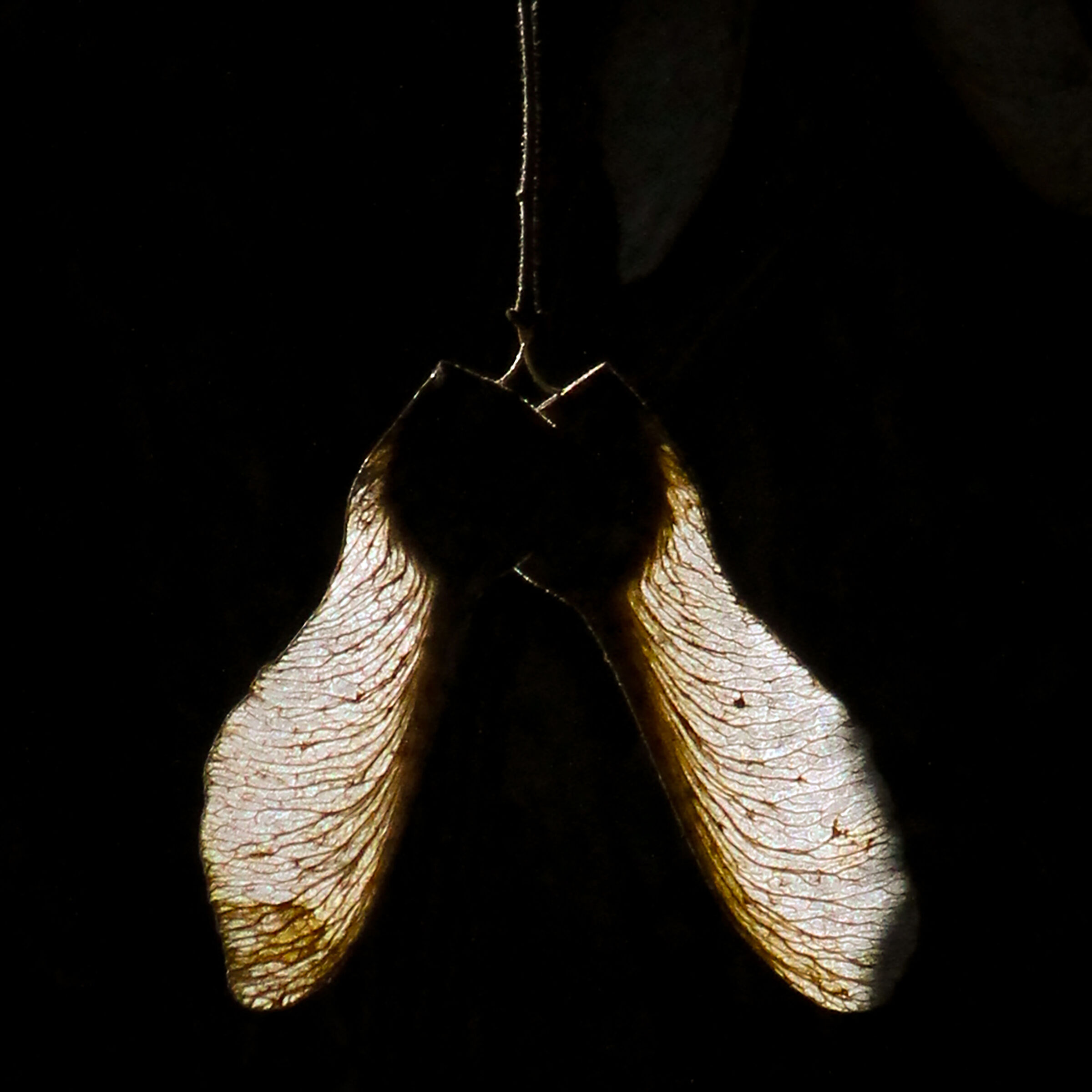 Semi di acero in controluce a marzo.