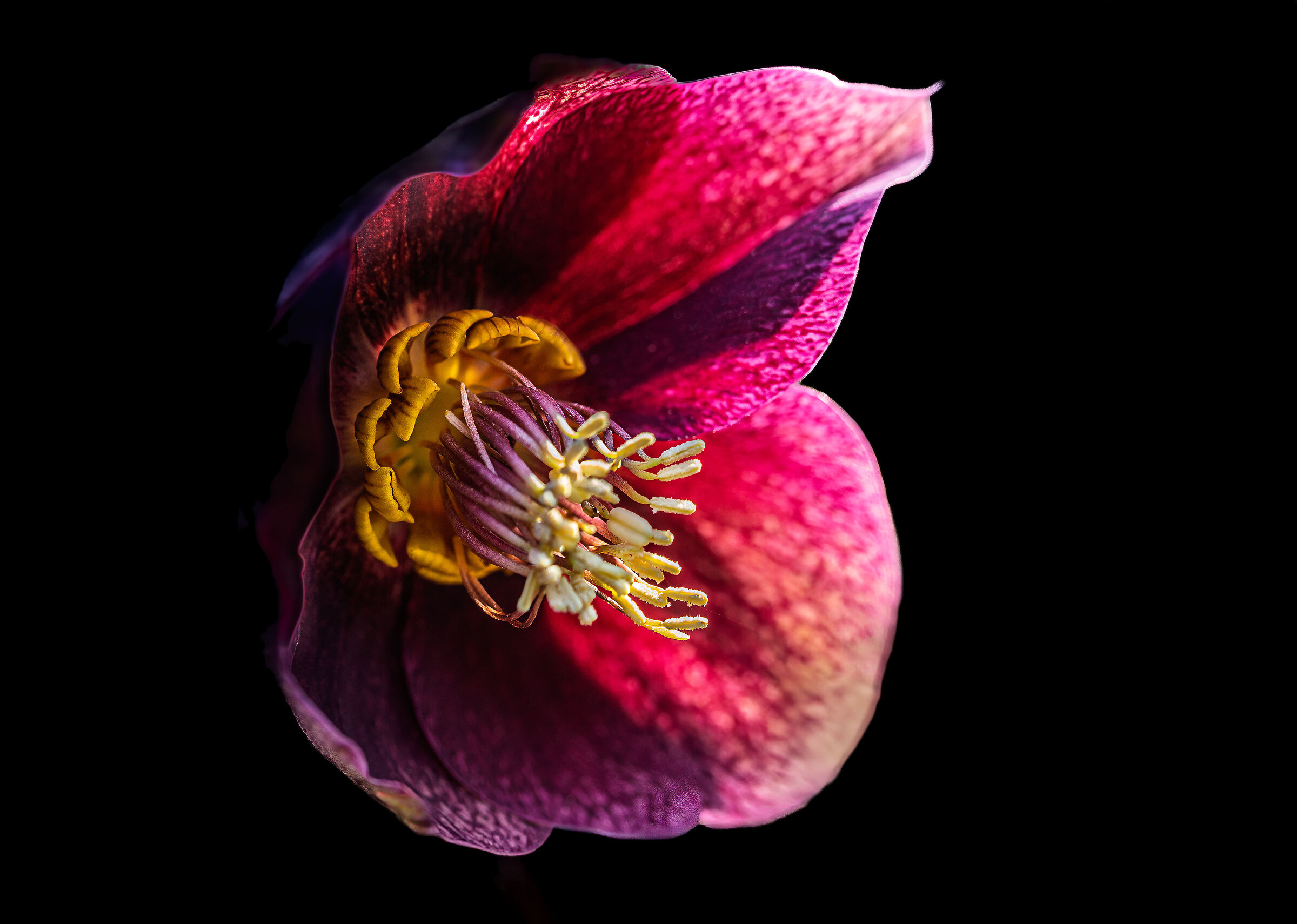 Condensed Supernatural Light Extract