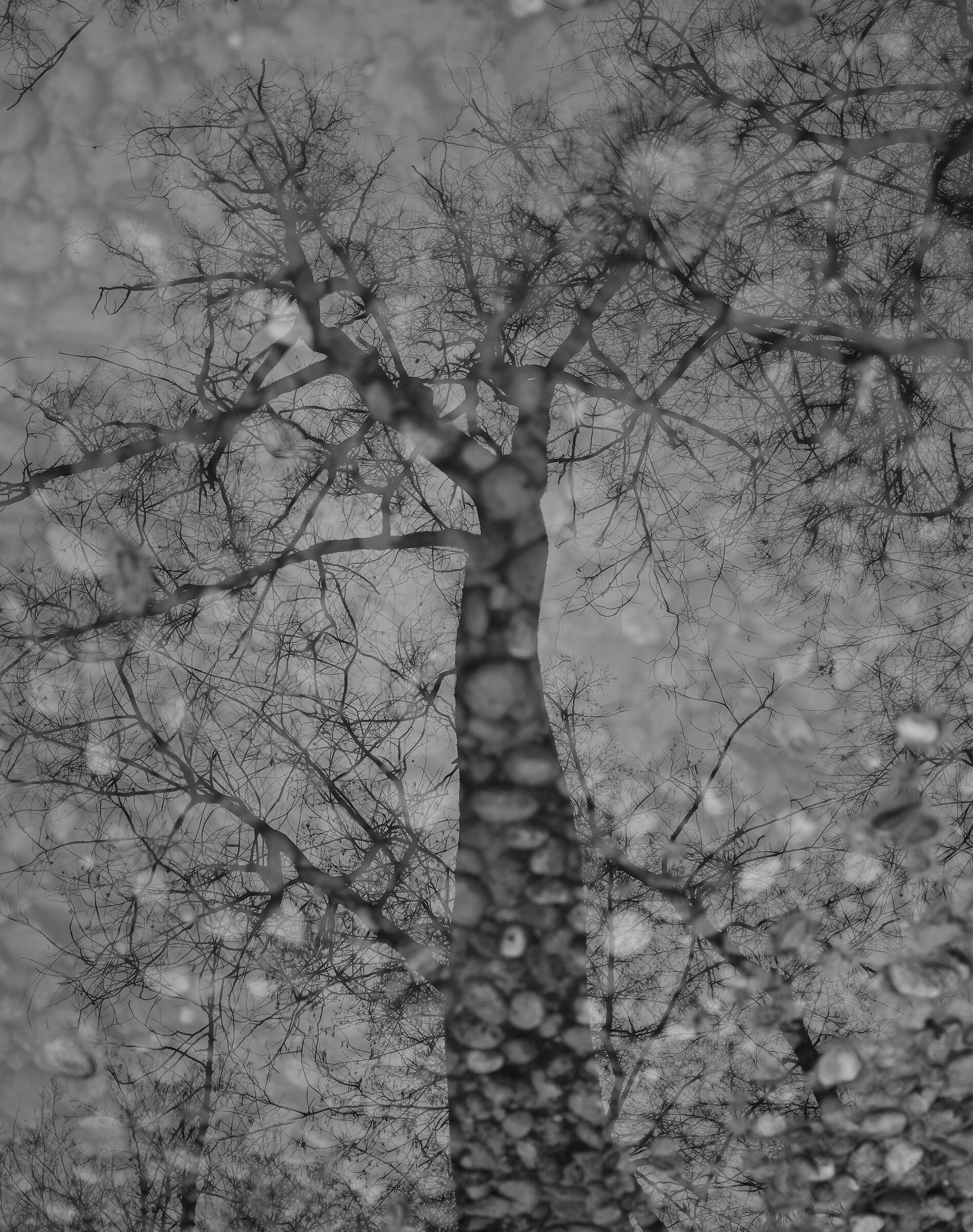 Dimensioni parallele