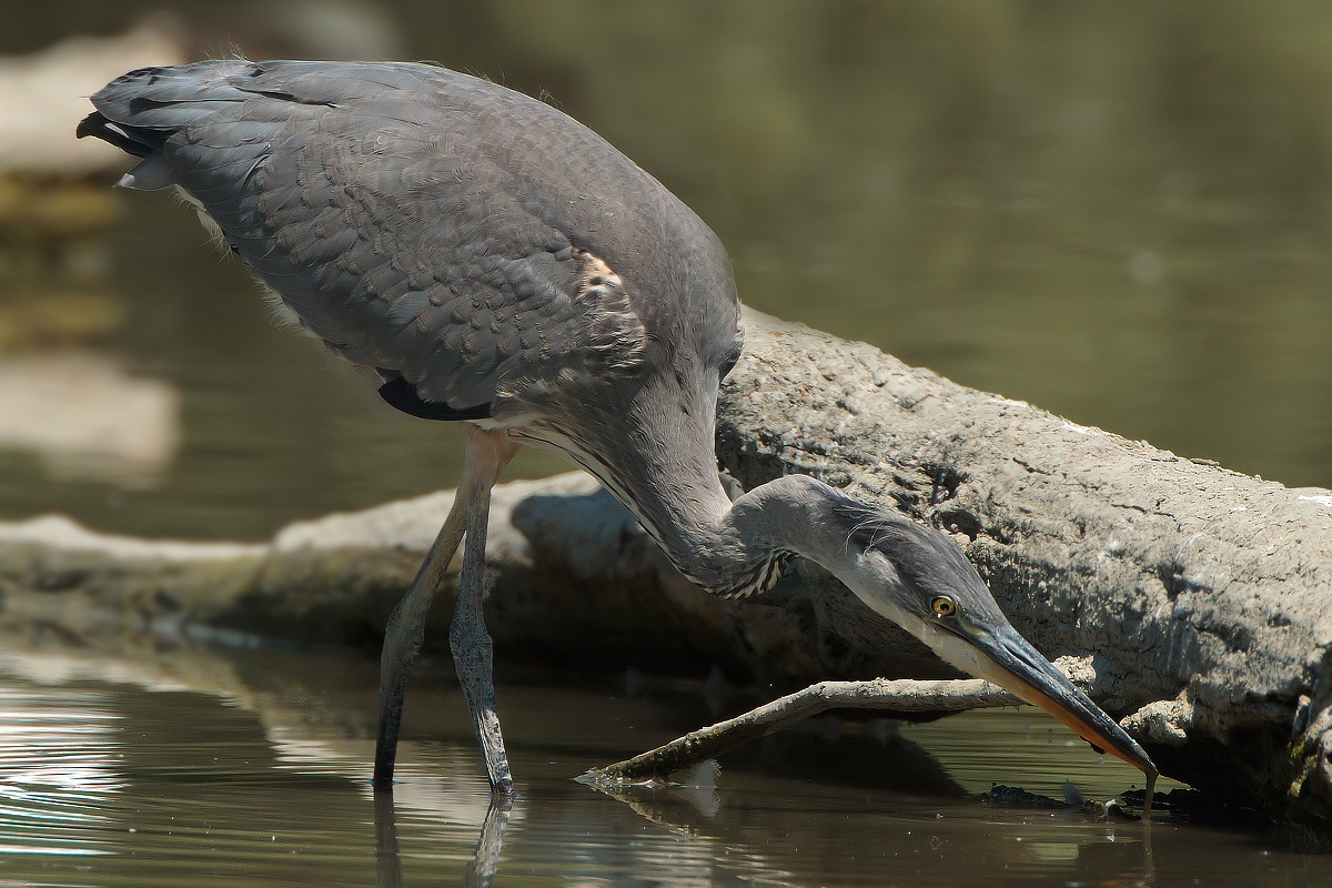 Grey Heron (1000mm) to 35 mt.