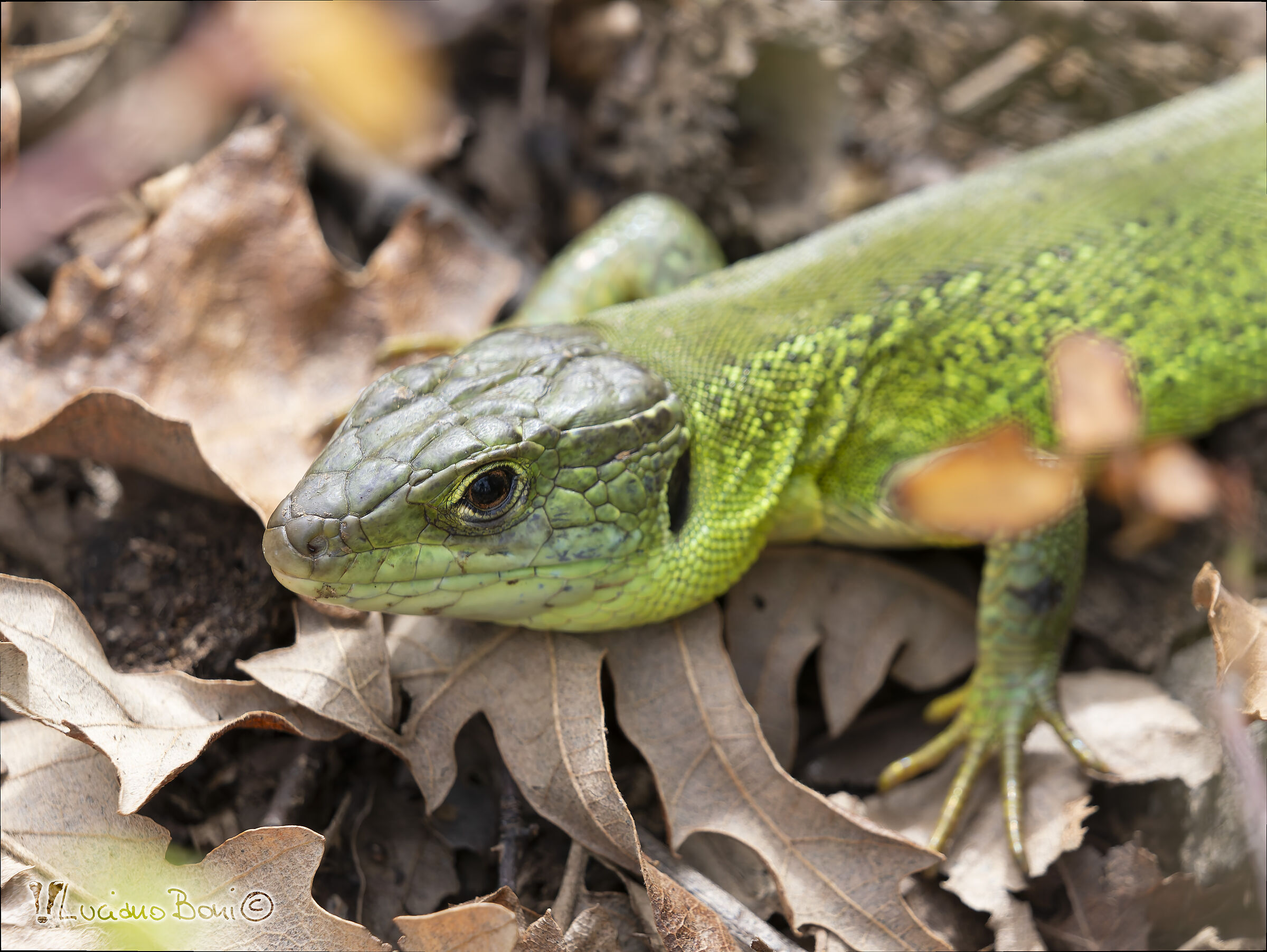Green lizard