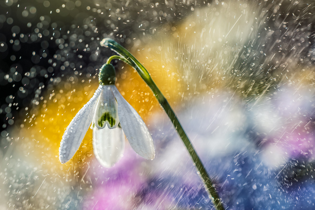 Snowdrop