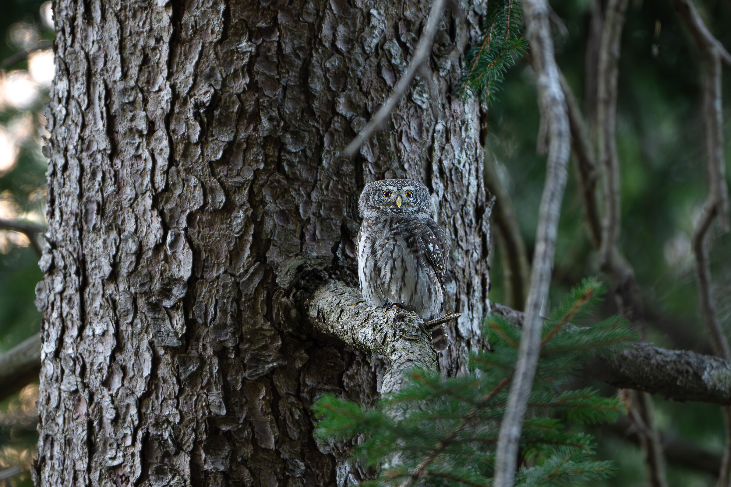 Dwarf Owl