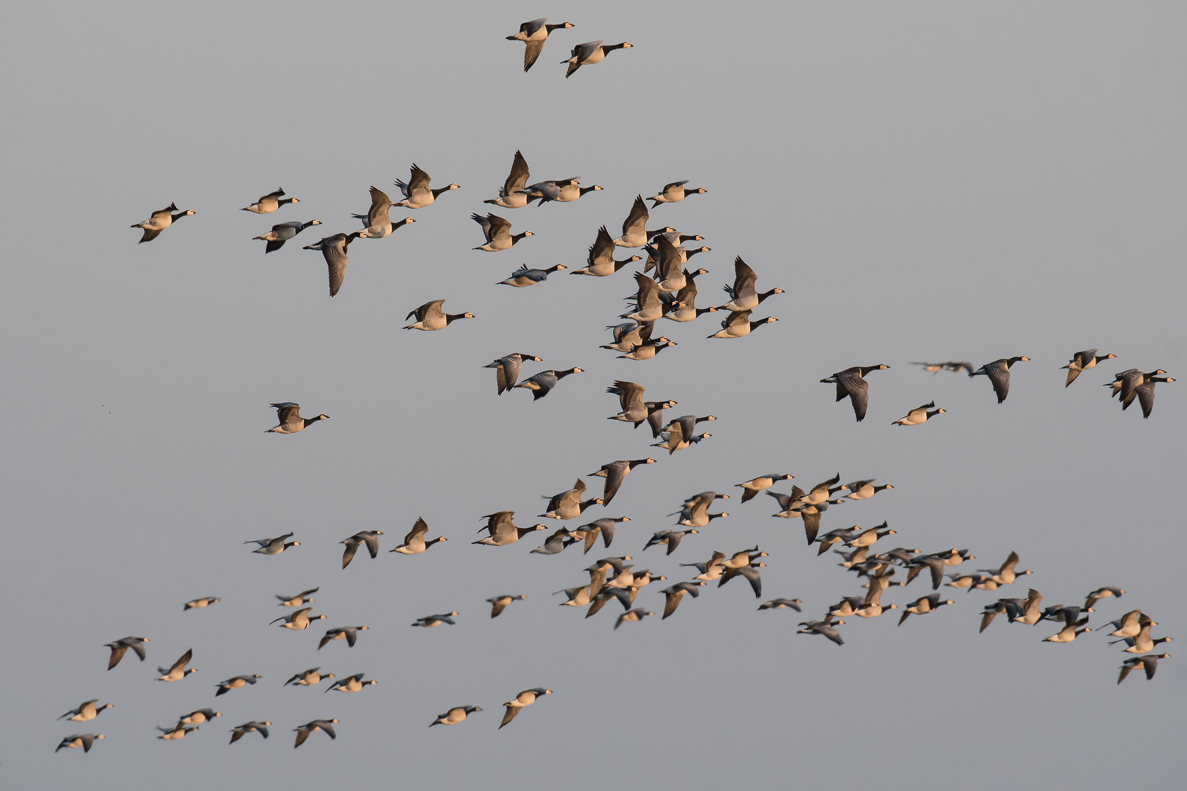 Barnacle geese