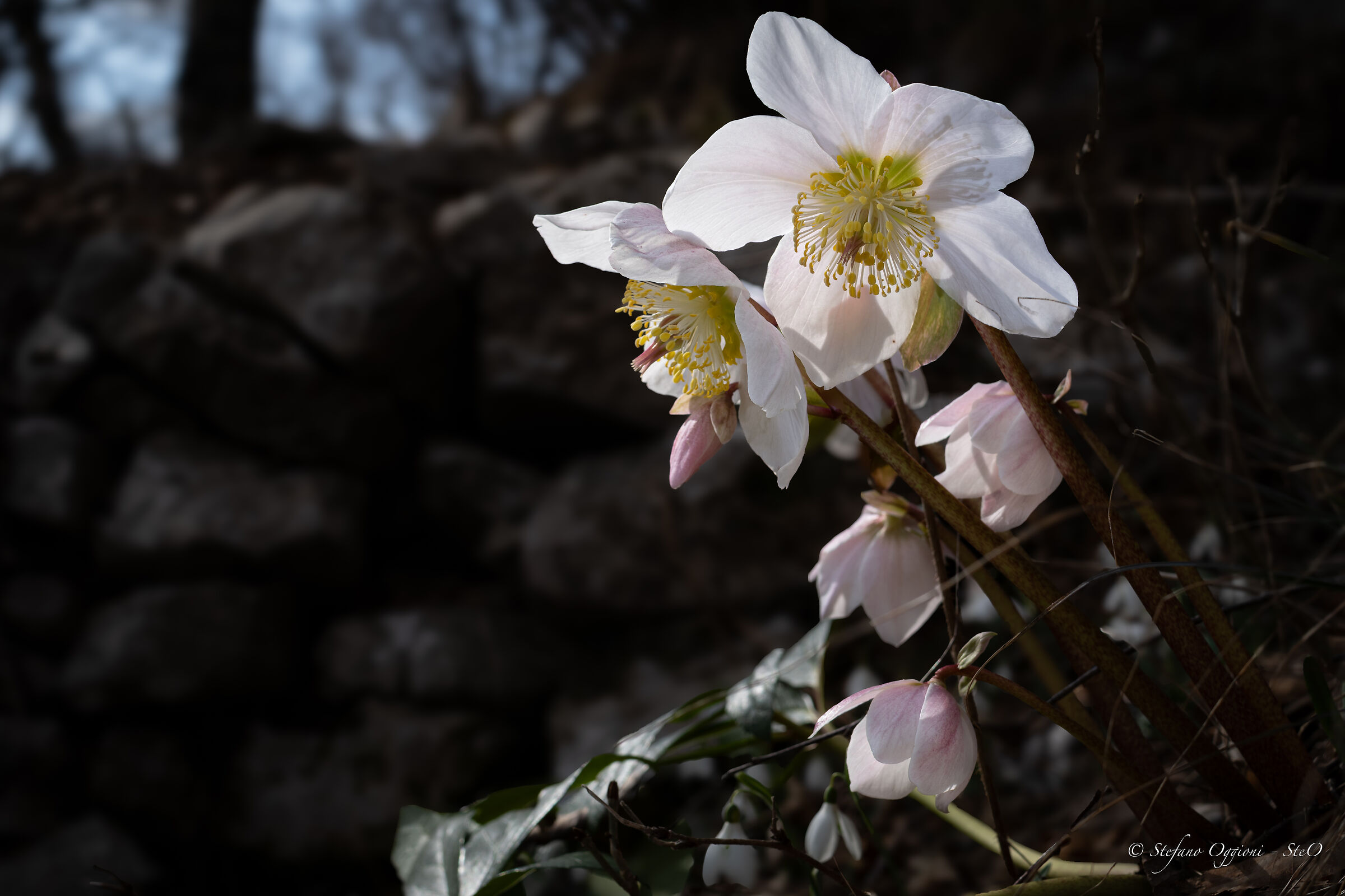Helleborus niger