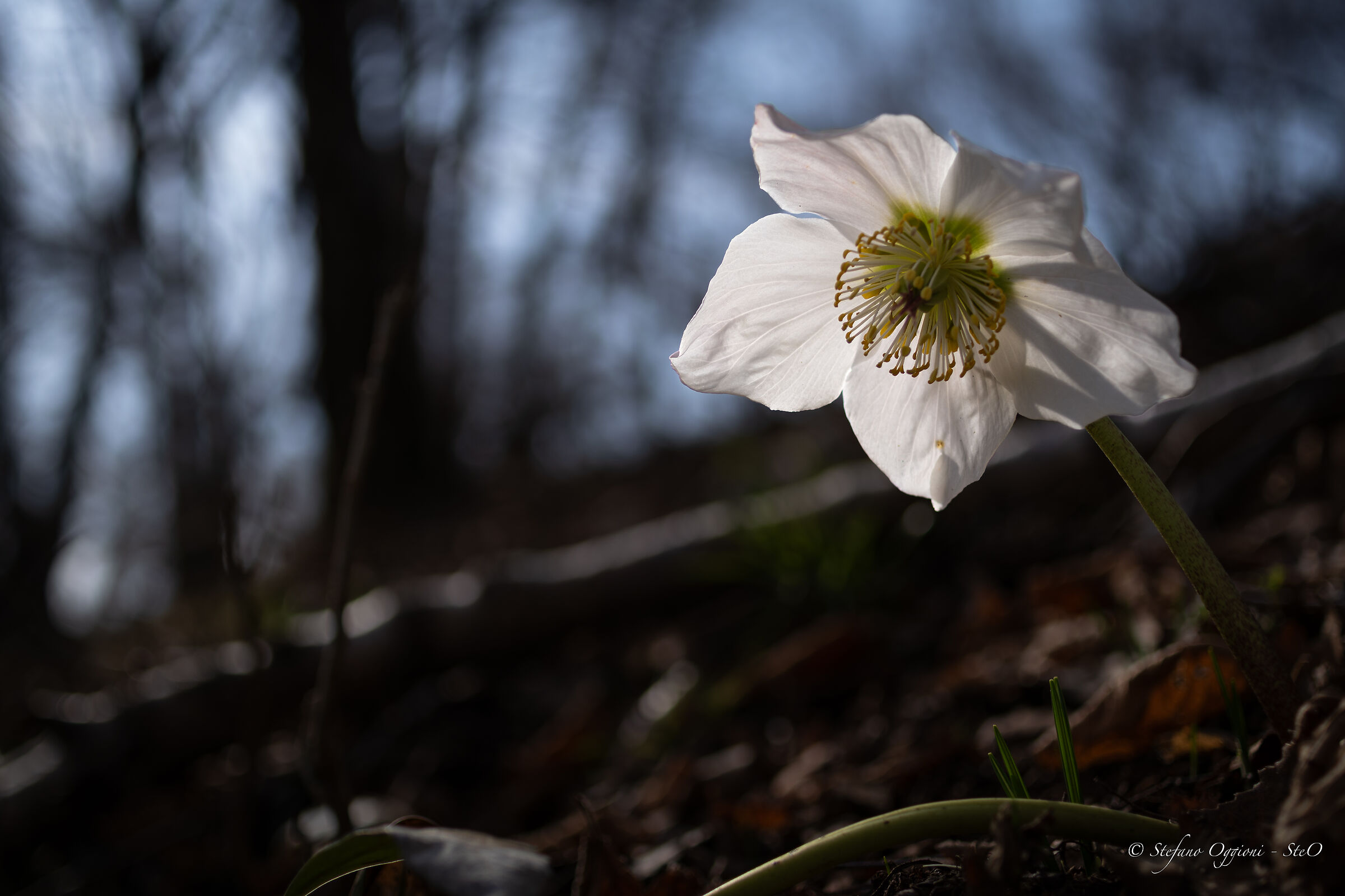 Helleborus niger