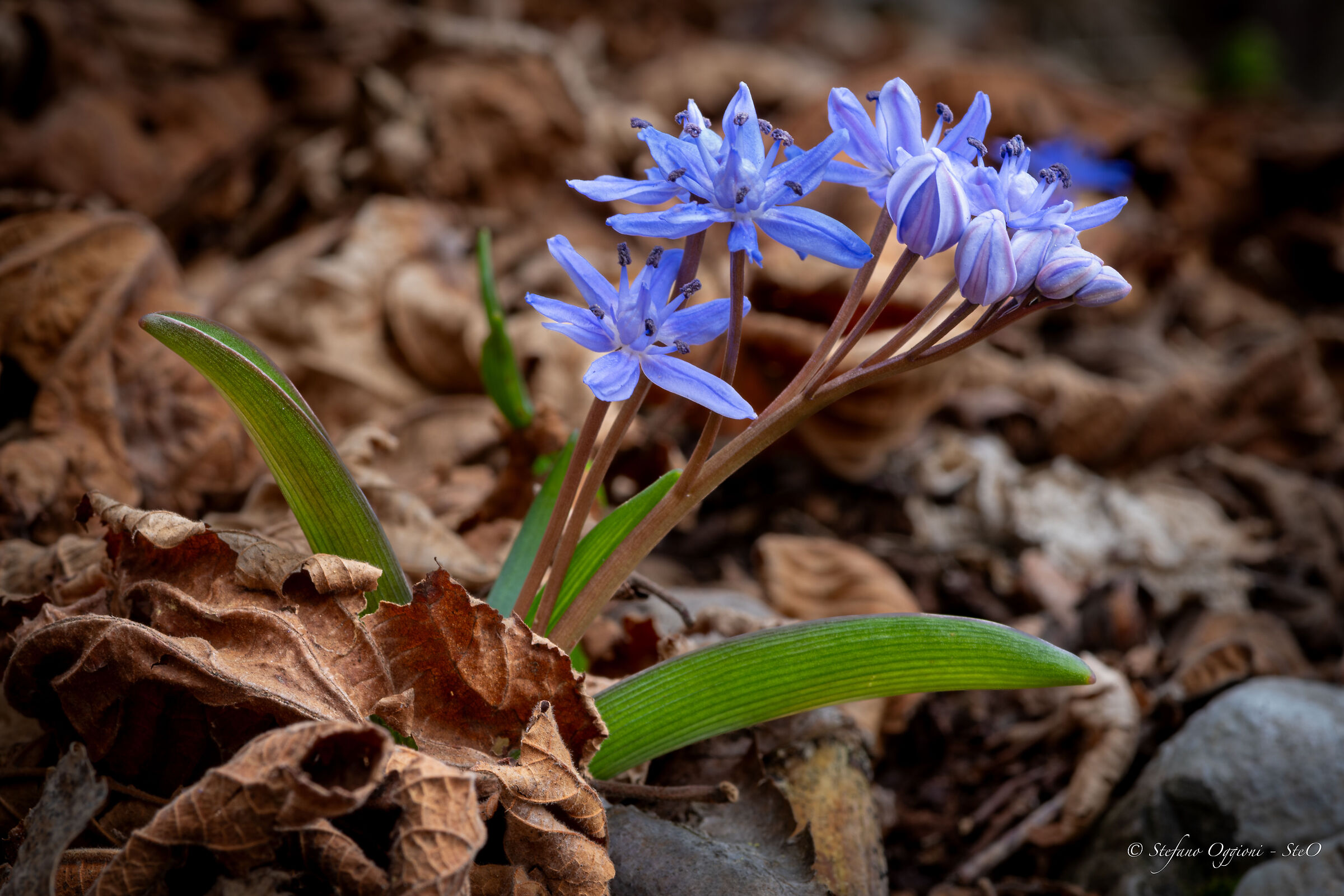 Scilla bifolia