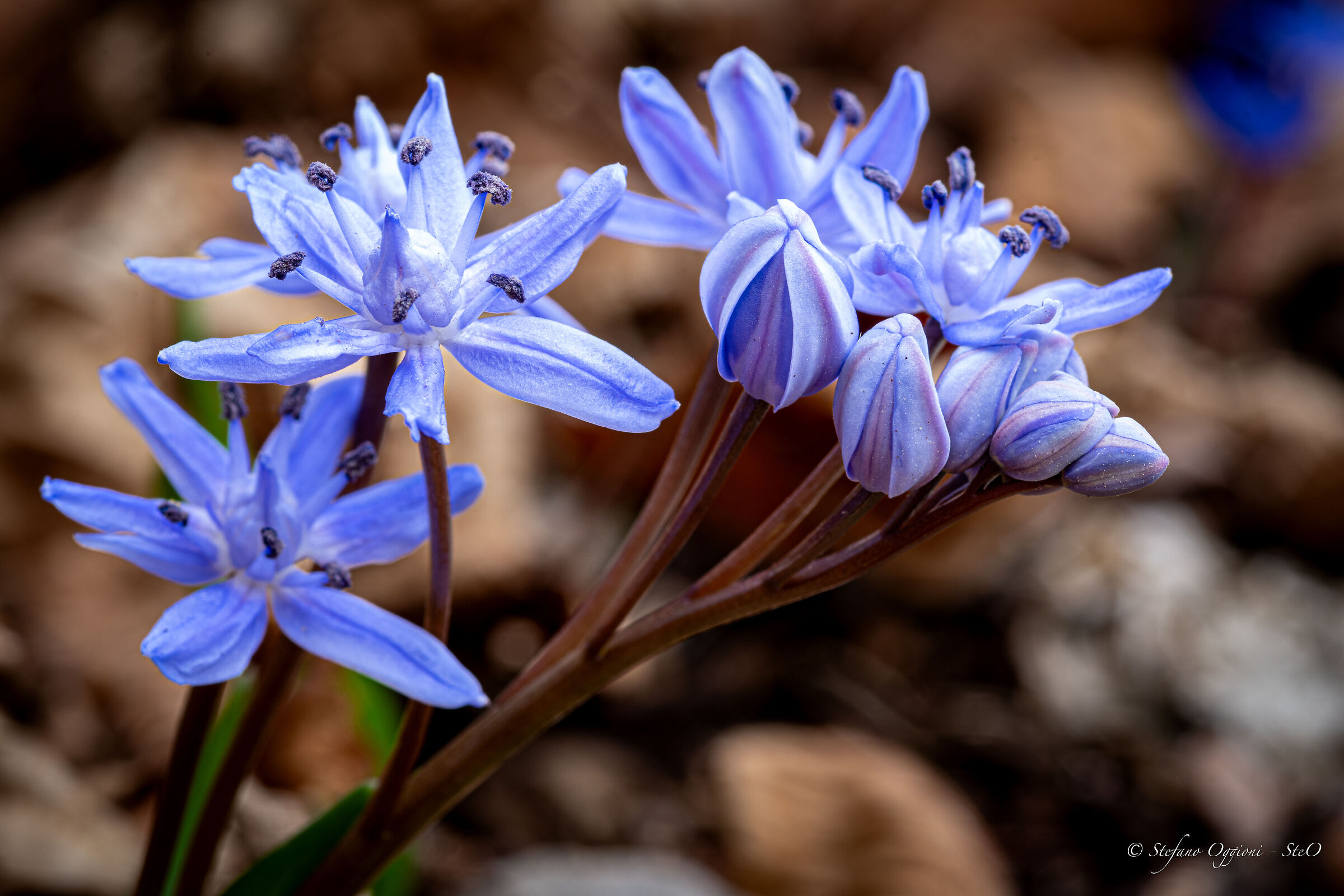 Scilla bifolia