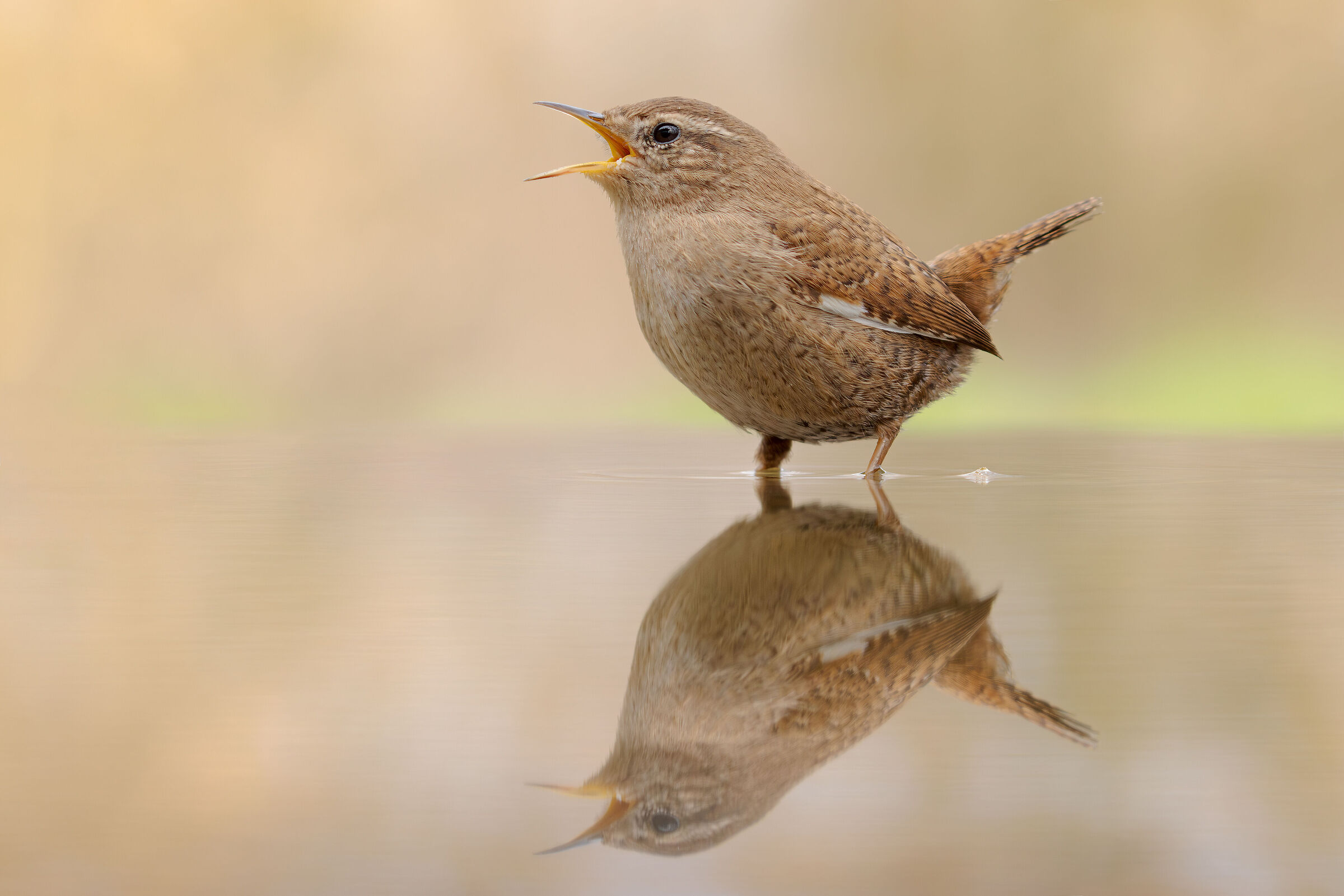 Wren in song