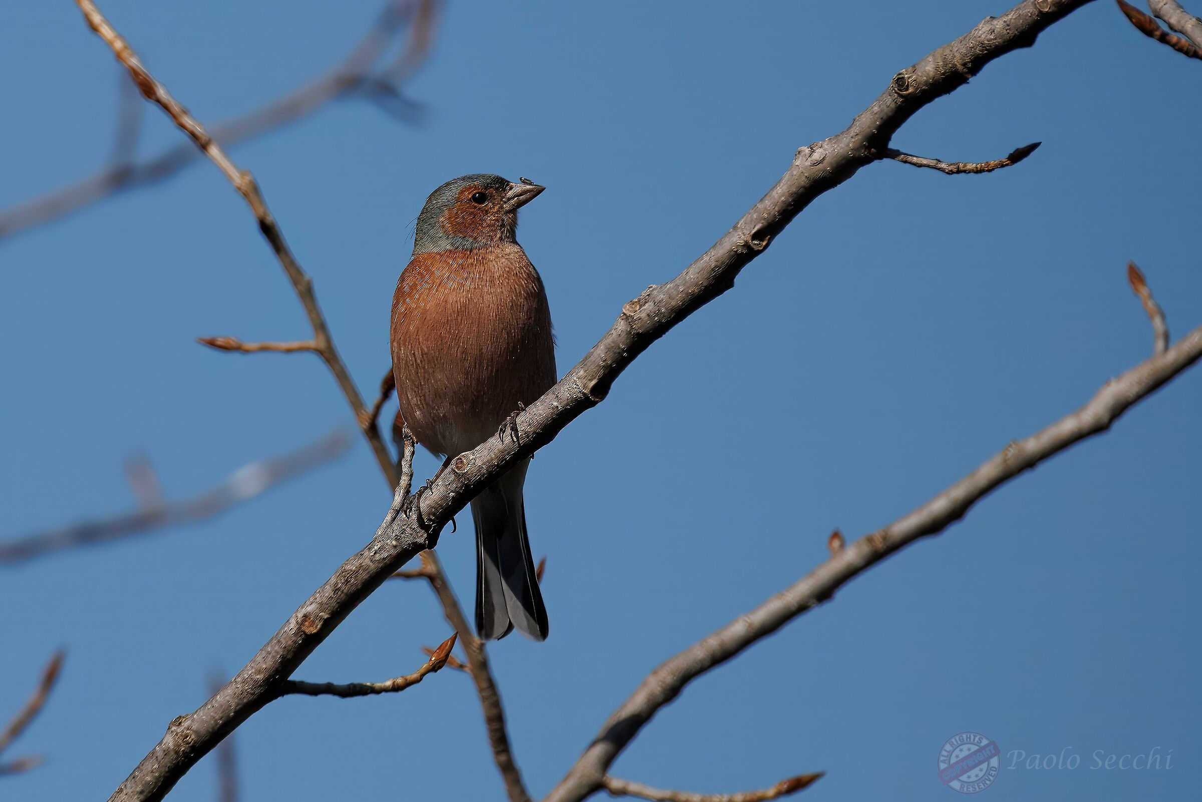 Beak with ... attachment!