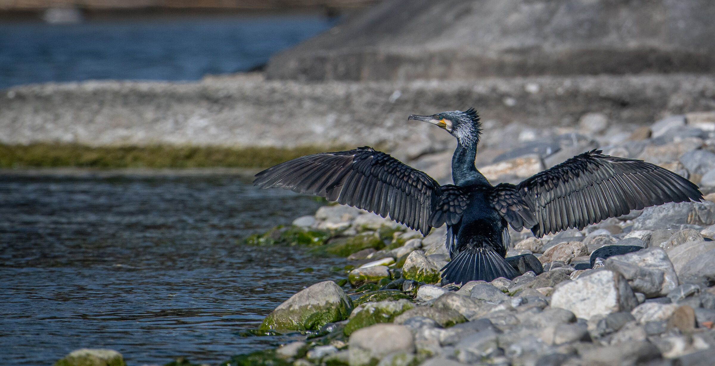 Cormorant