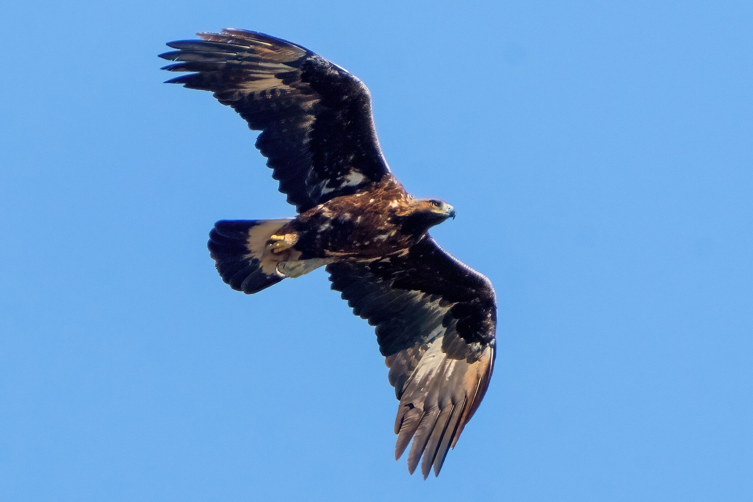 Golden Eagle (Aquila chrysaetos)