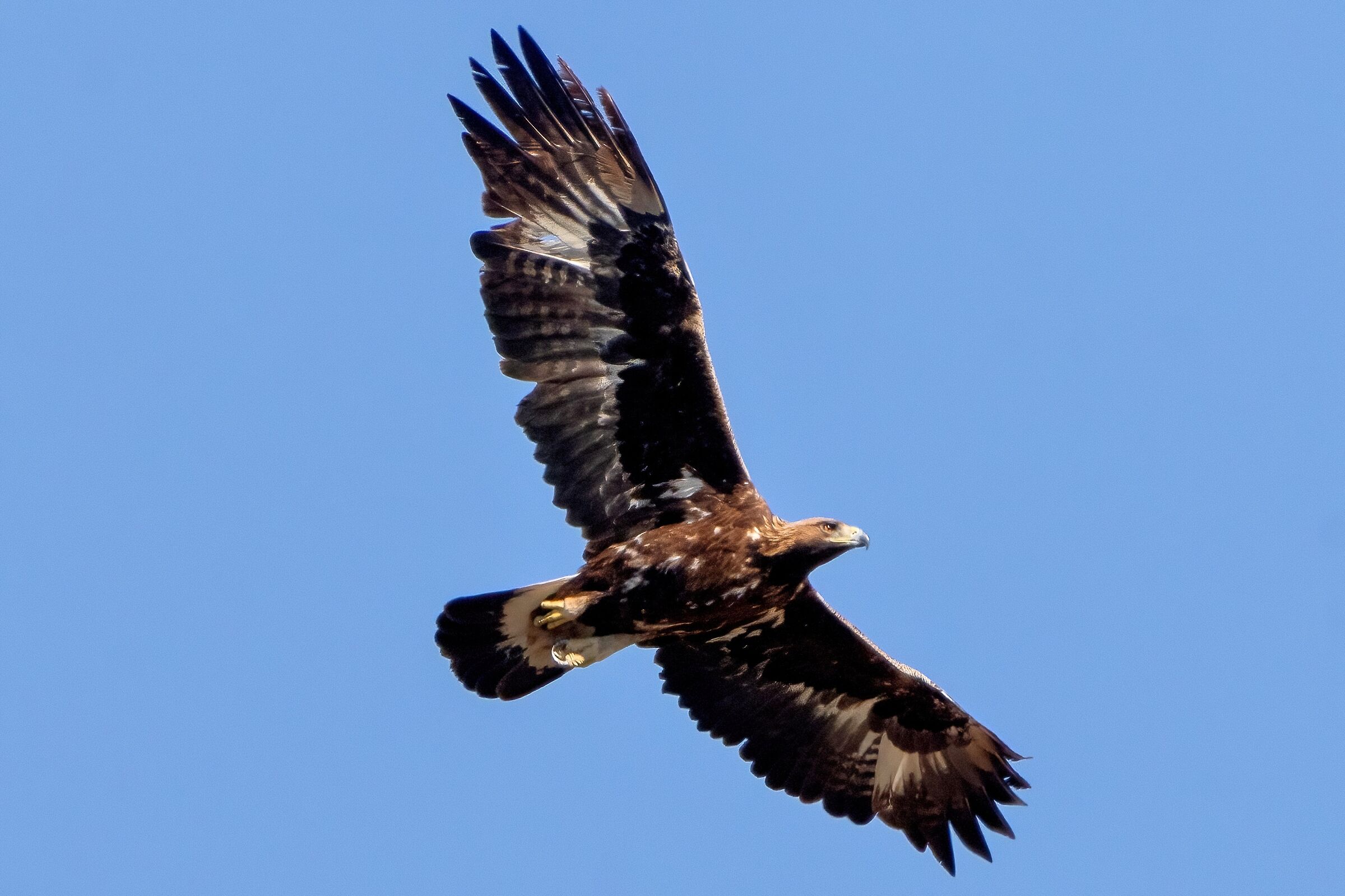 Golden Eagle (Aquila chrysaetos)