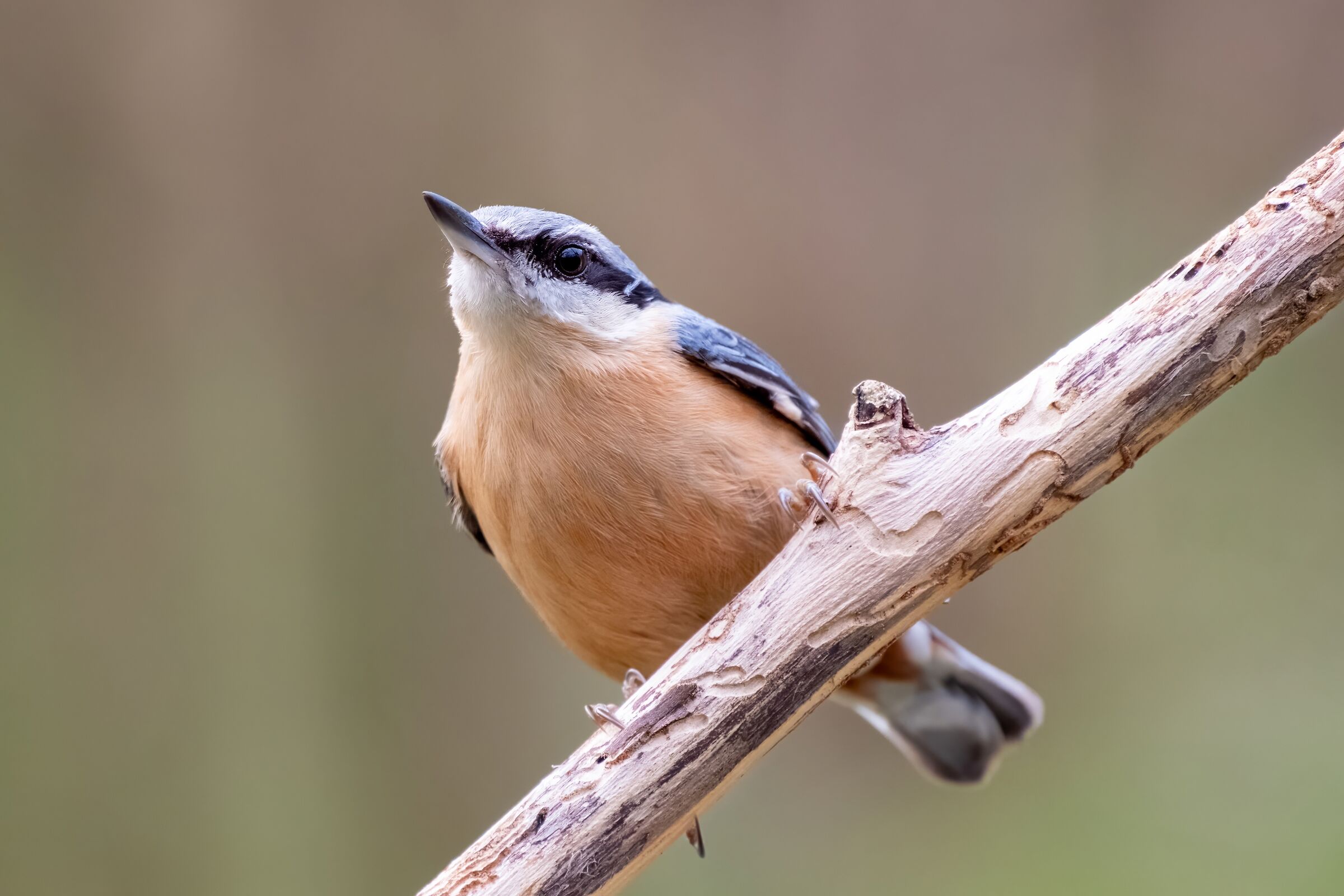 Wood nuthatch