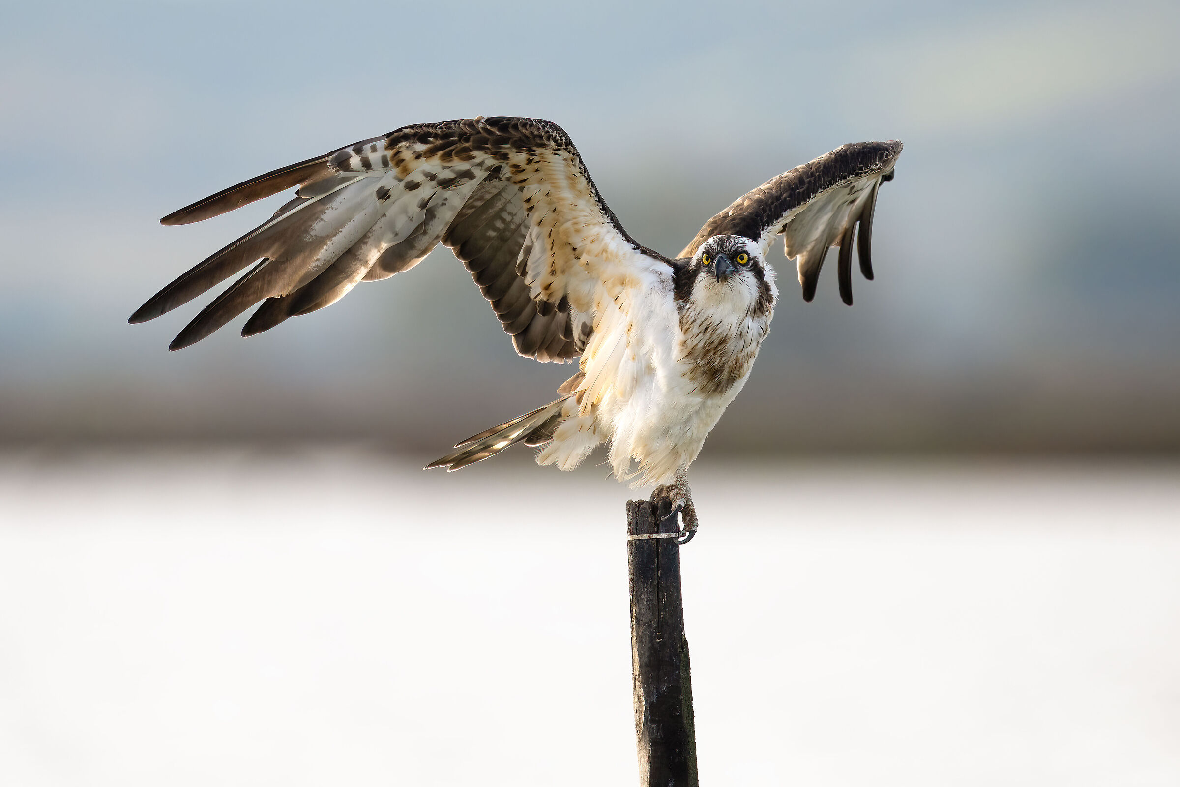 Osprey -Pandion haliaetus - Cabras - Sardinia