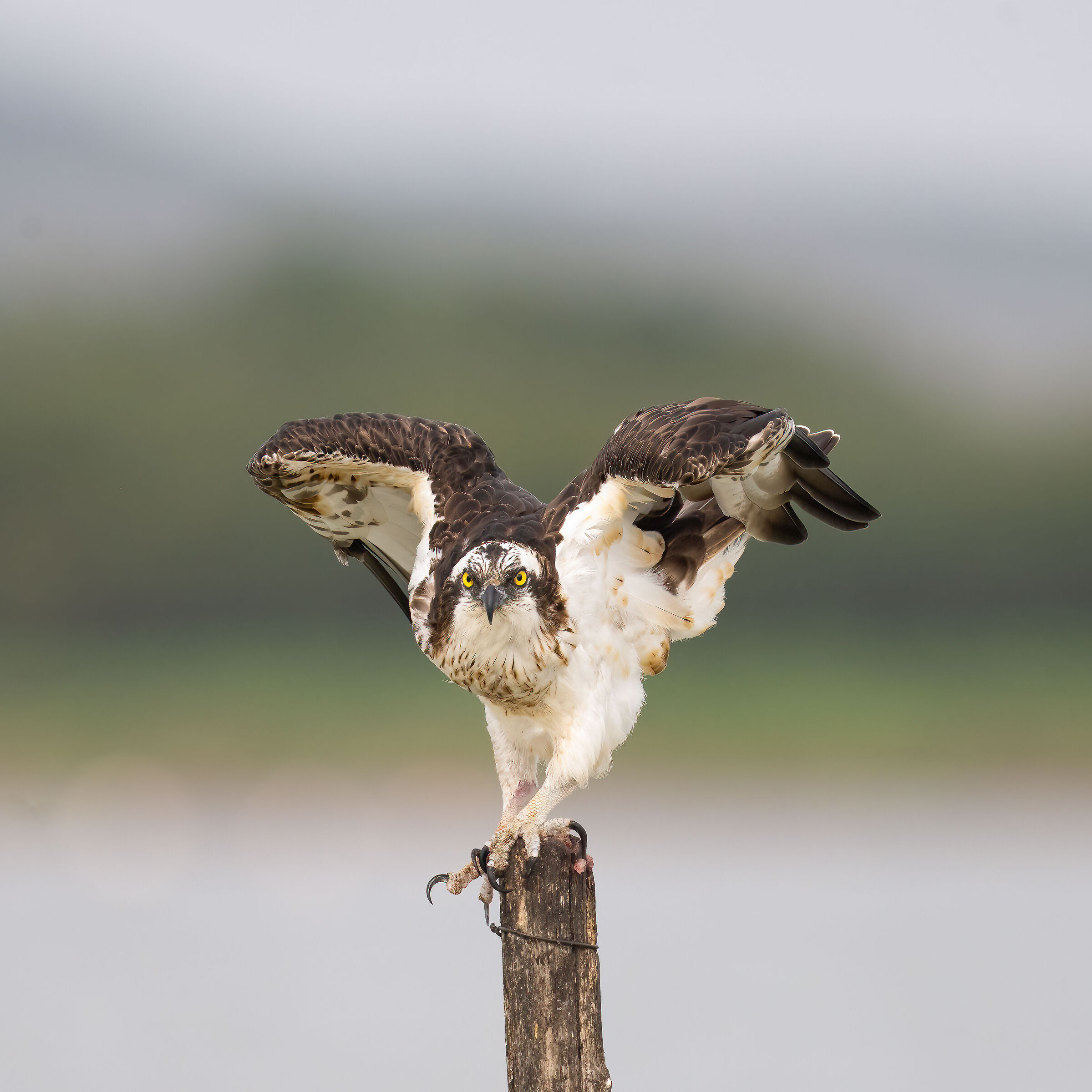 Osprey -Pandion haliaetus - Cabras - Sardinia