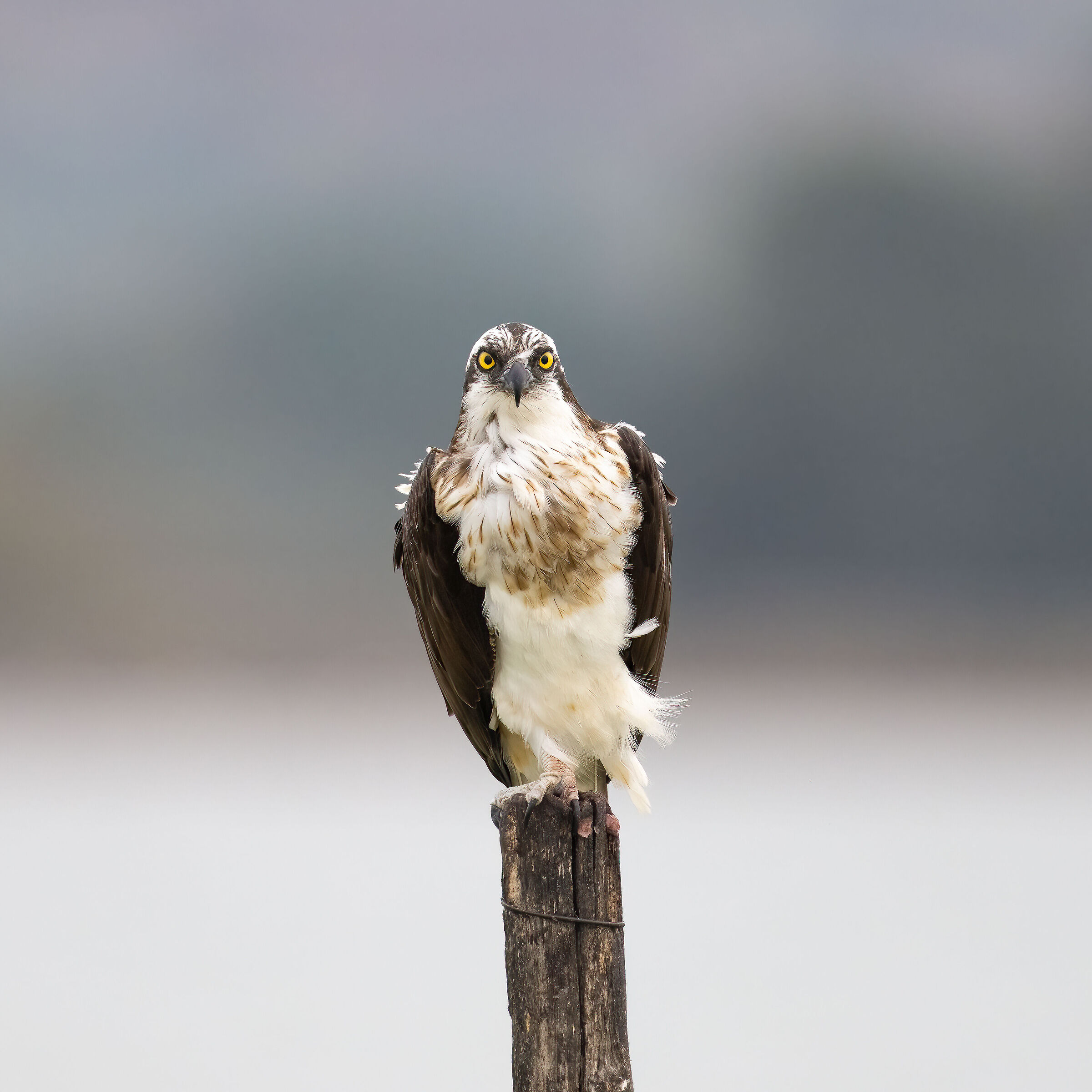 Osprey -Pandion haliaetus - Cabras - Sardinia