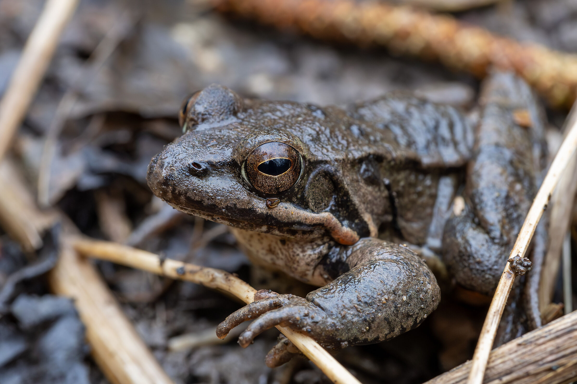 Dalmatian frog