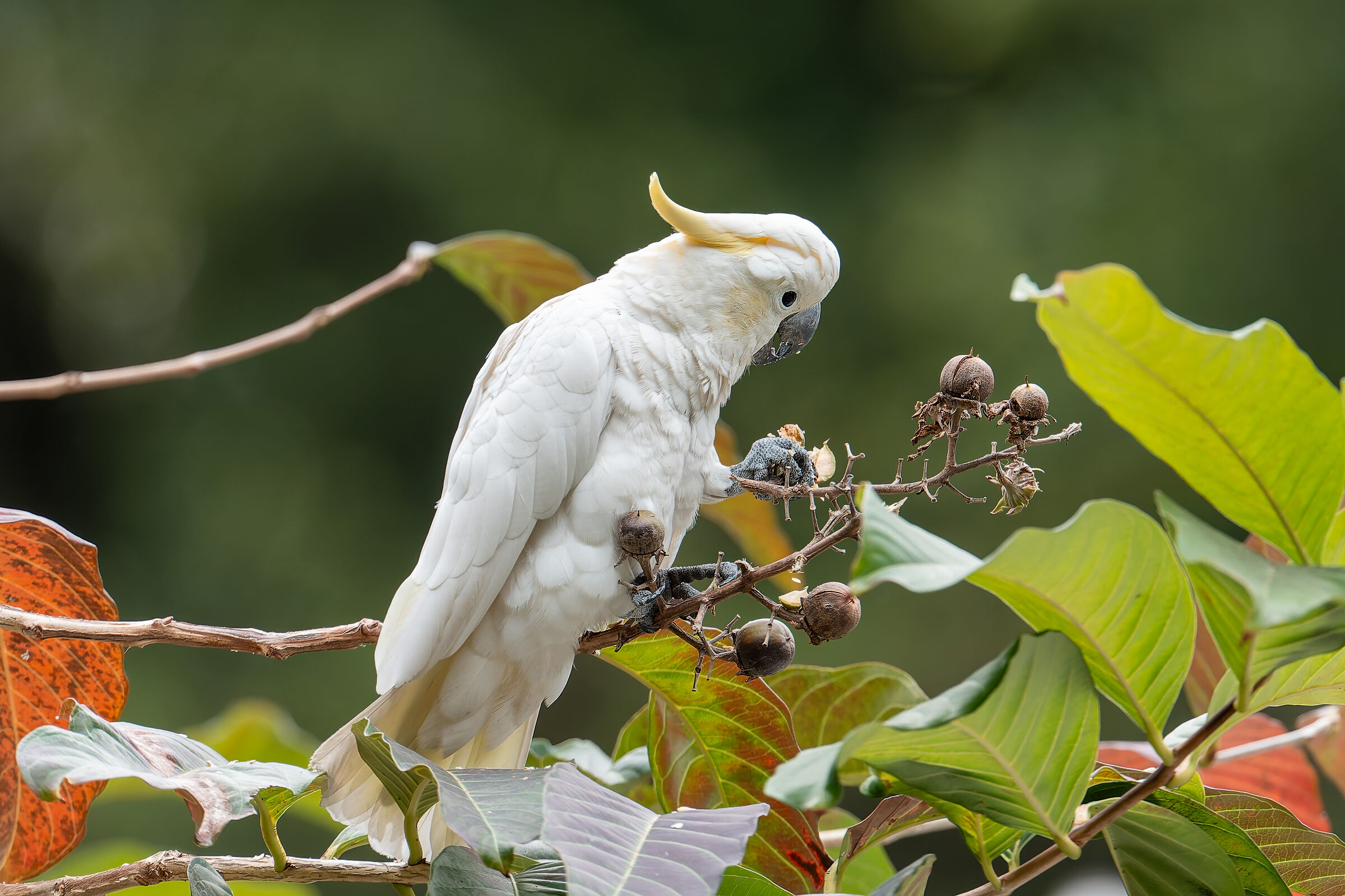 Cacatua in liberta'