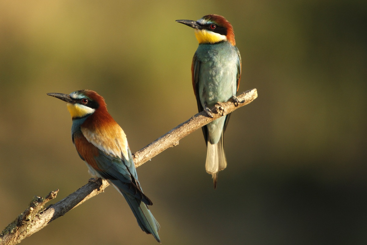 Bee-eaters Dawn