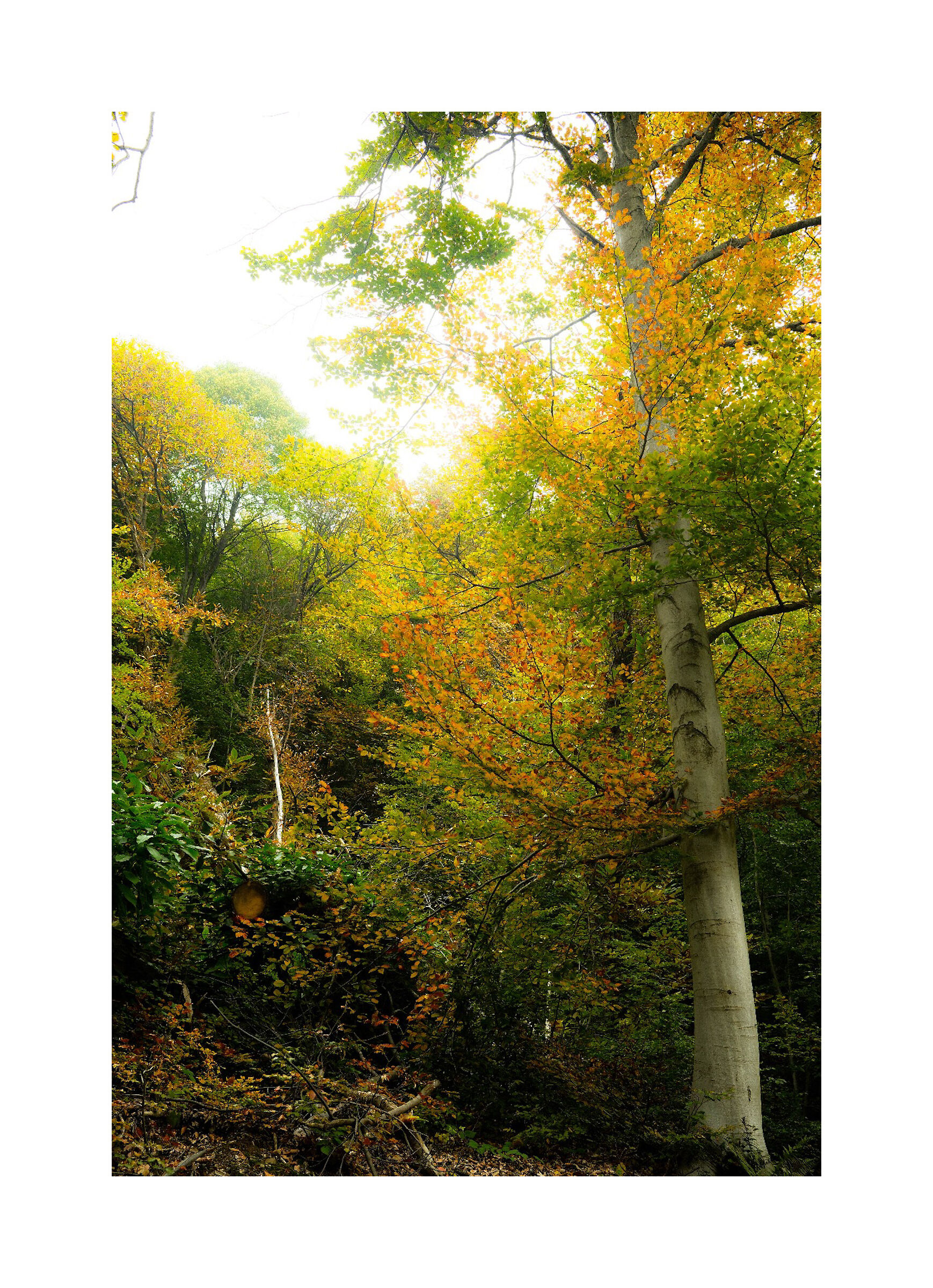 Untitled Photo