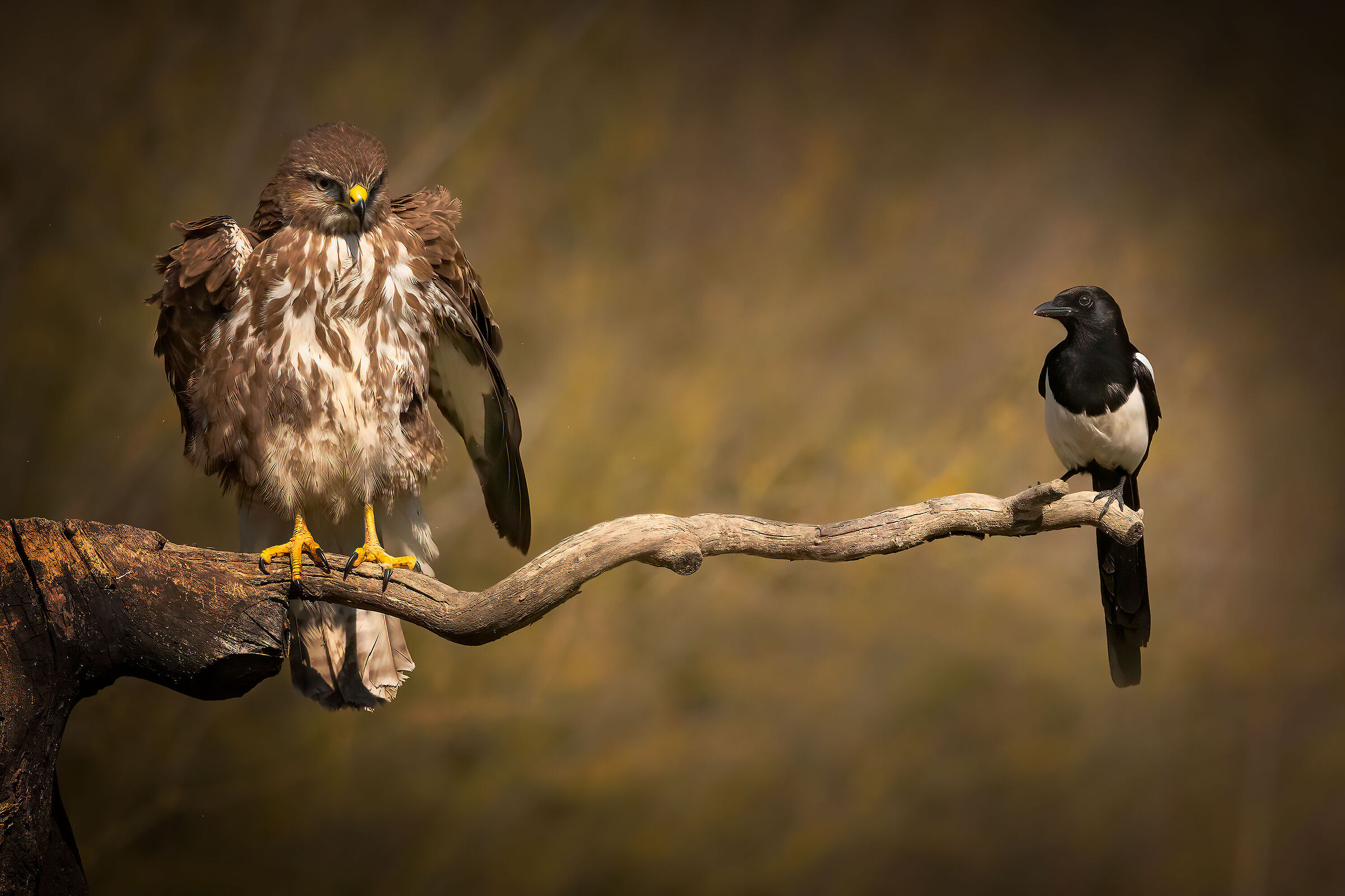 Gazza ladra vs. Poiana