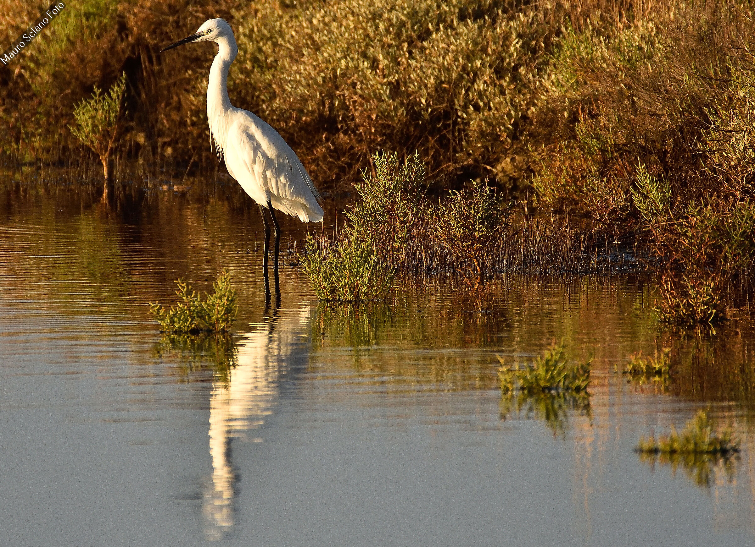 Egret